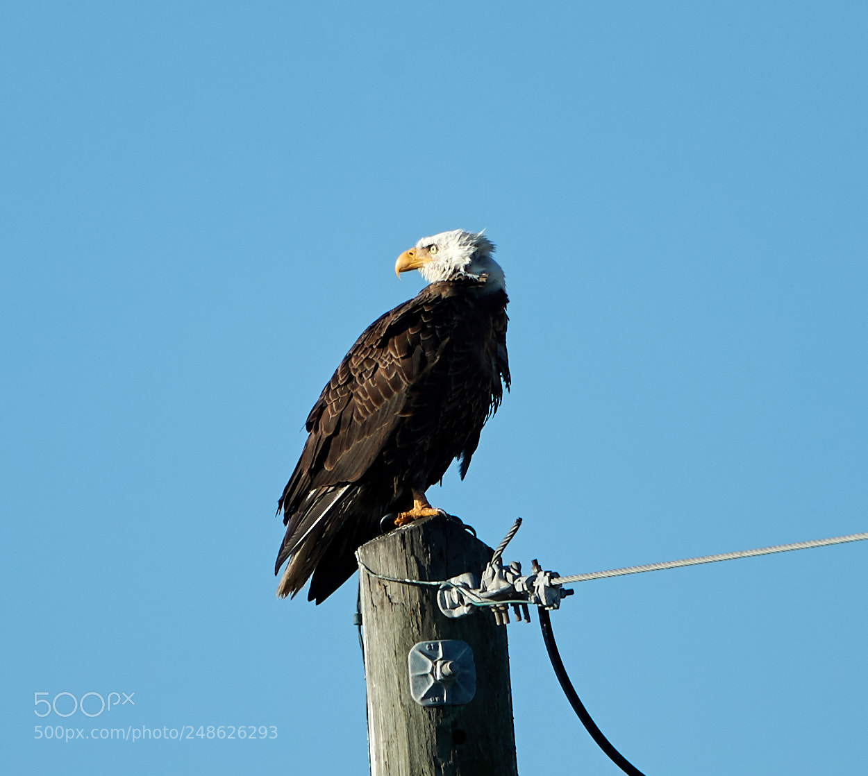 Canon EOS-1D X Mark II sample photo. 03-08-18-0006652.jpg photography