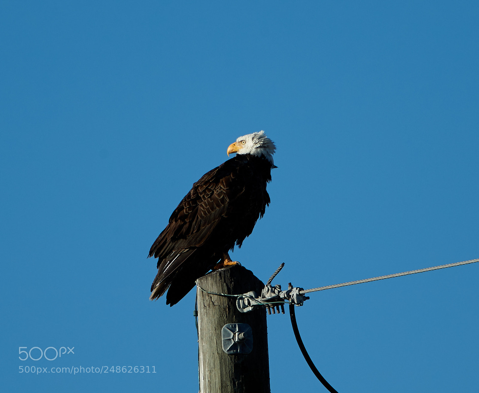 Canon EOS-1D X Mark II sample photo. 03-08-18-0006648.jpg photography