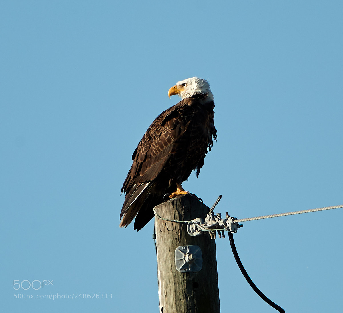 Canon EOS-1D X Mark II sample photo. 03-08-18-0006650.jpg photography