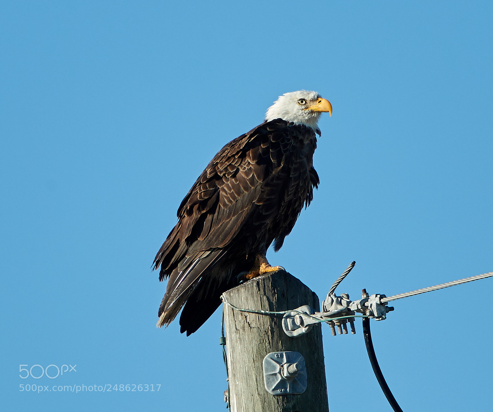 Canon EOS-1D X Mark II sample photo. 03-08-18-0006645.jpg photography