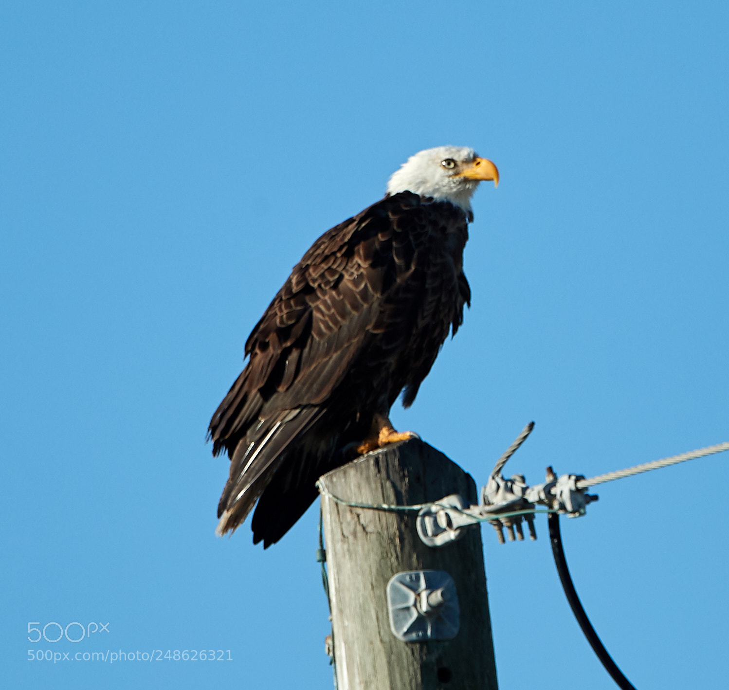 Canon EOS-1D X Mark II sample photo. 03-08-18-0006643.jpg photography