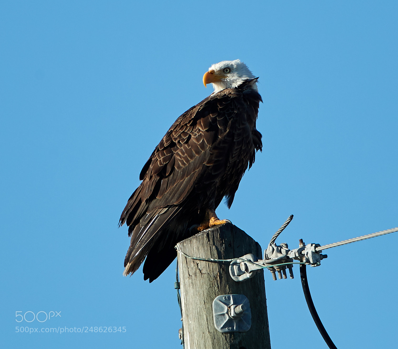 Canon EOS-1D X Mark II sample photo. 03-08-18-0006639.jpg photography