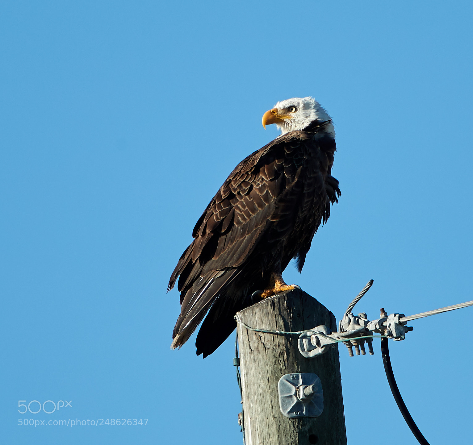 Canon EOS-1D X Mark II sample photo. 03-08-18-0006637.jpg photography