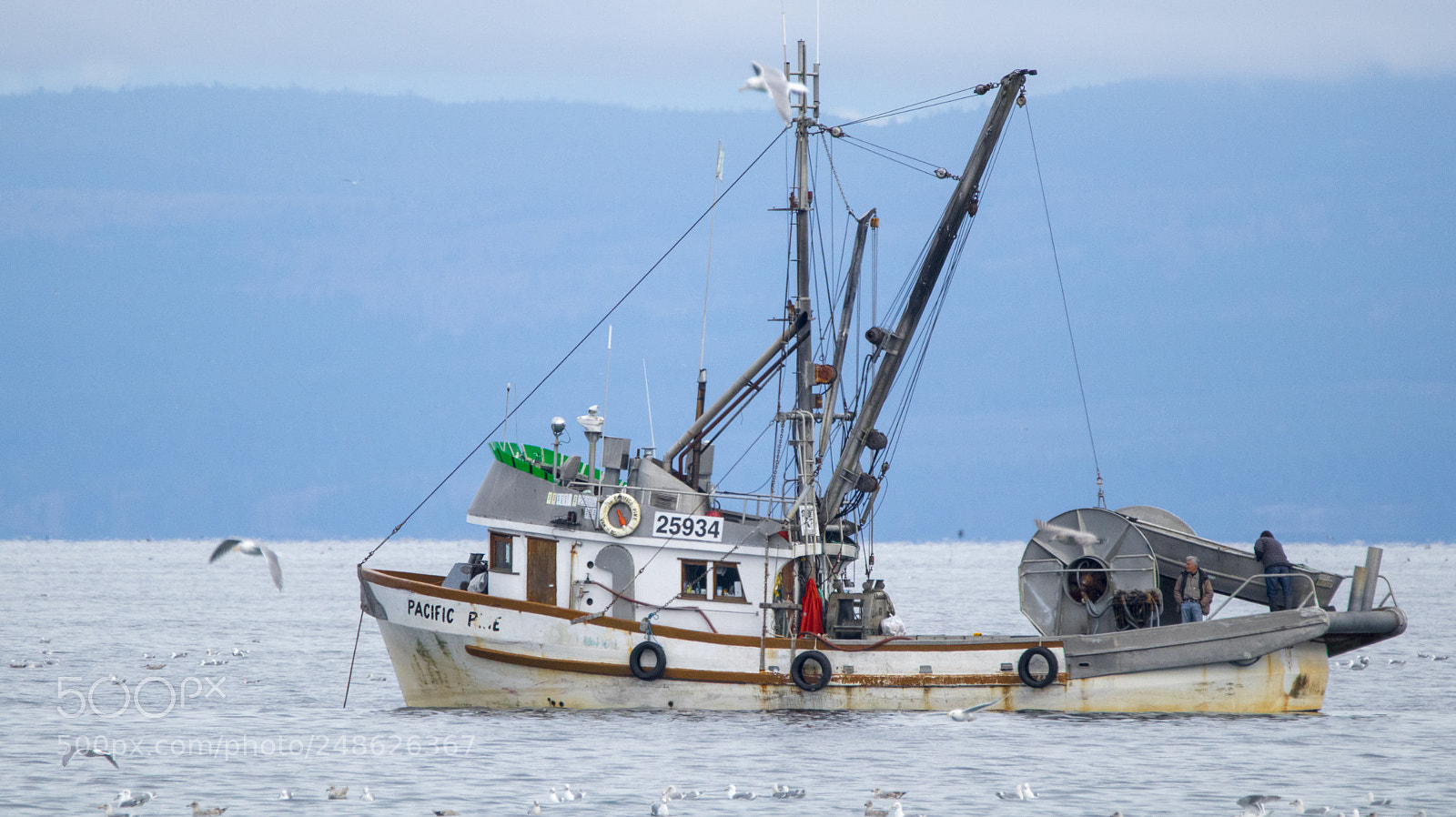 Canon EOS M5 sample photo. The herring spawn photography