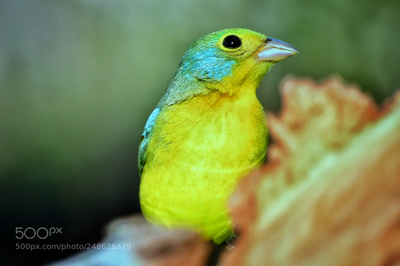 Nikon D7500 sample photo. Colorín pecho naranja photography