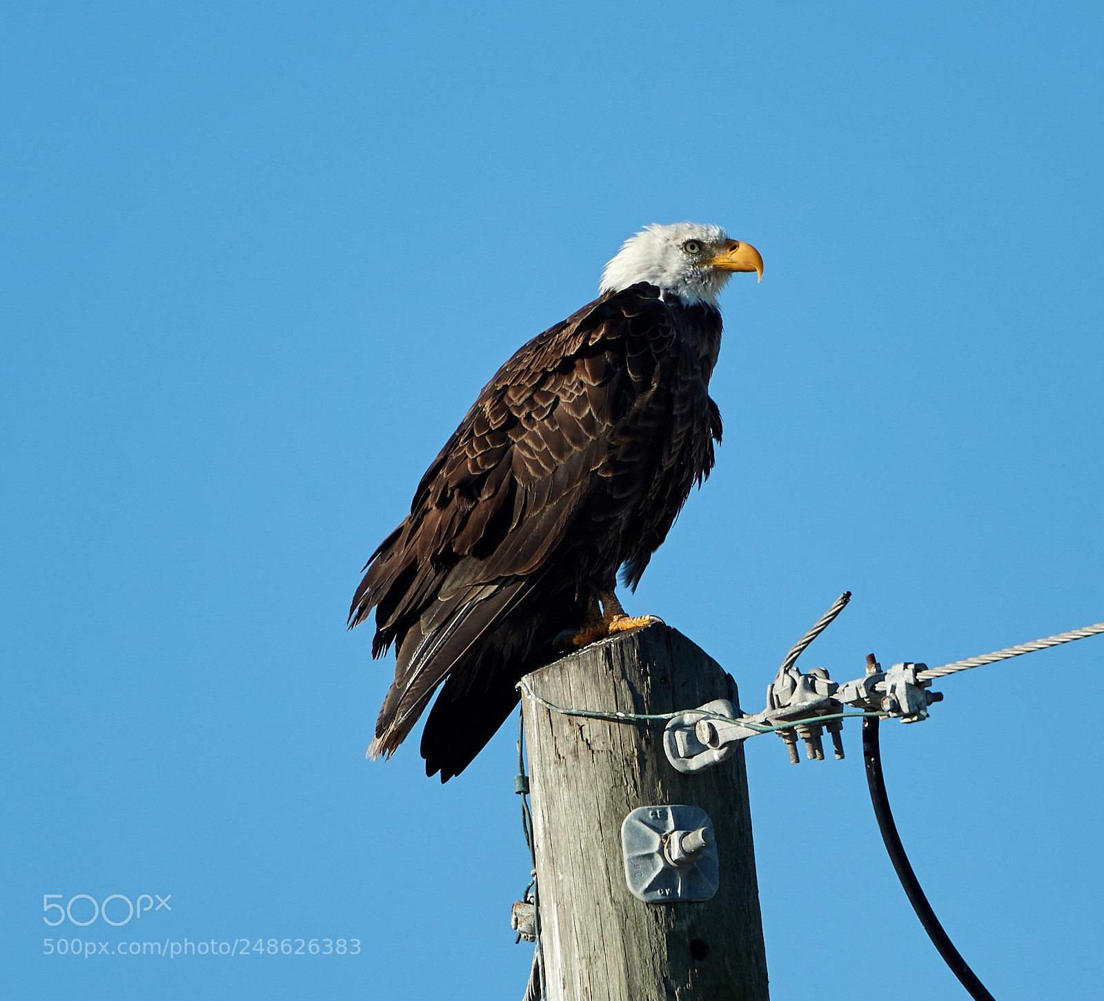 Canon EOS-1D X Mark II sample photo. 03-08-18-0006631.jpg photography