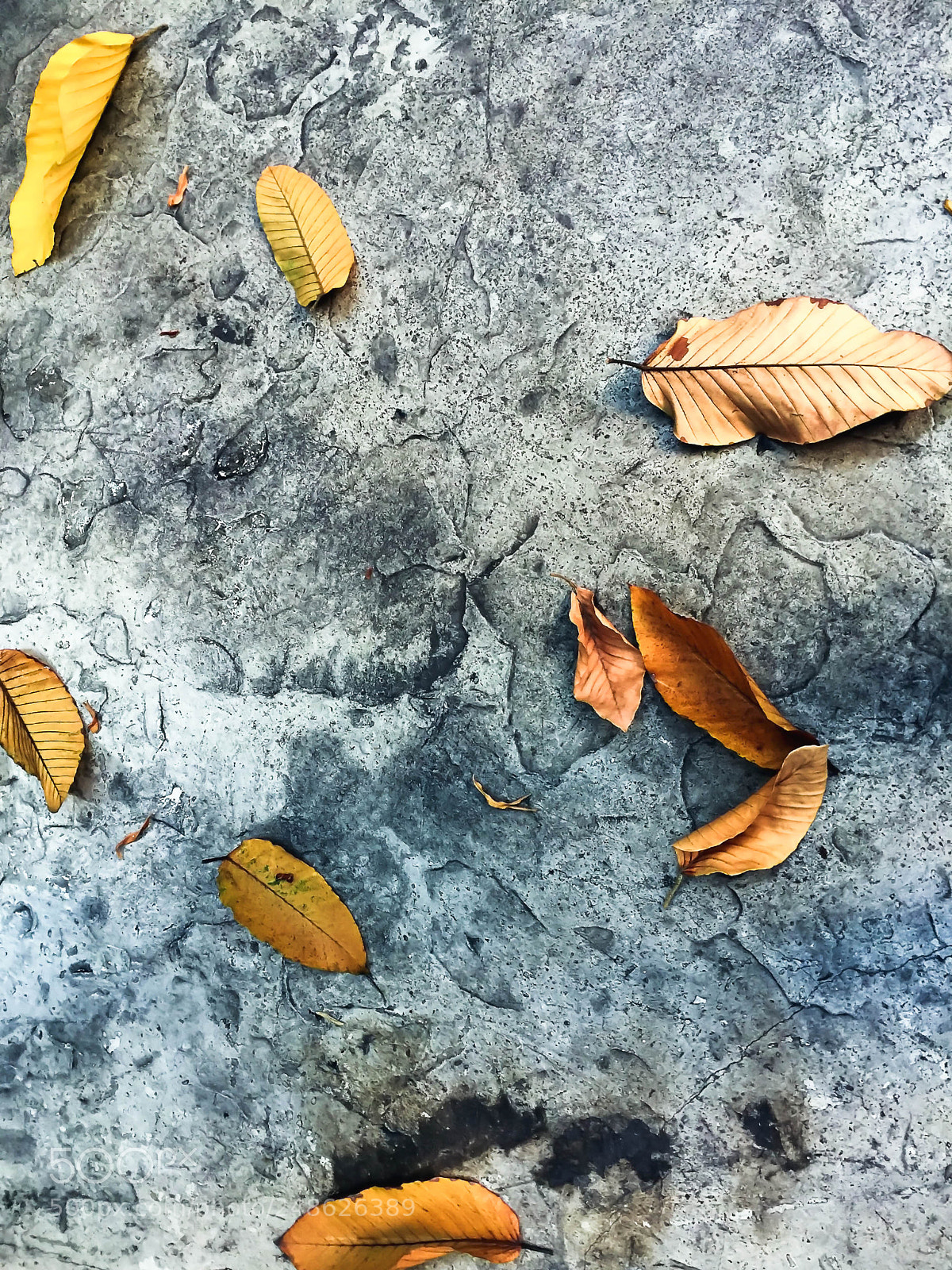 Apple iPhone 6 Plus sample photo. Leaves on concrete floor photography