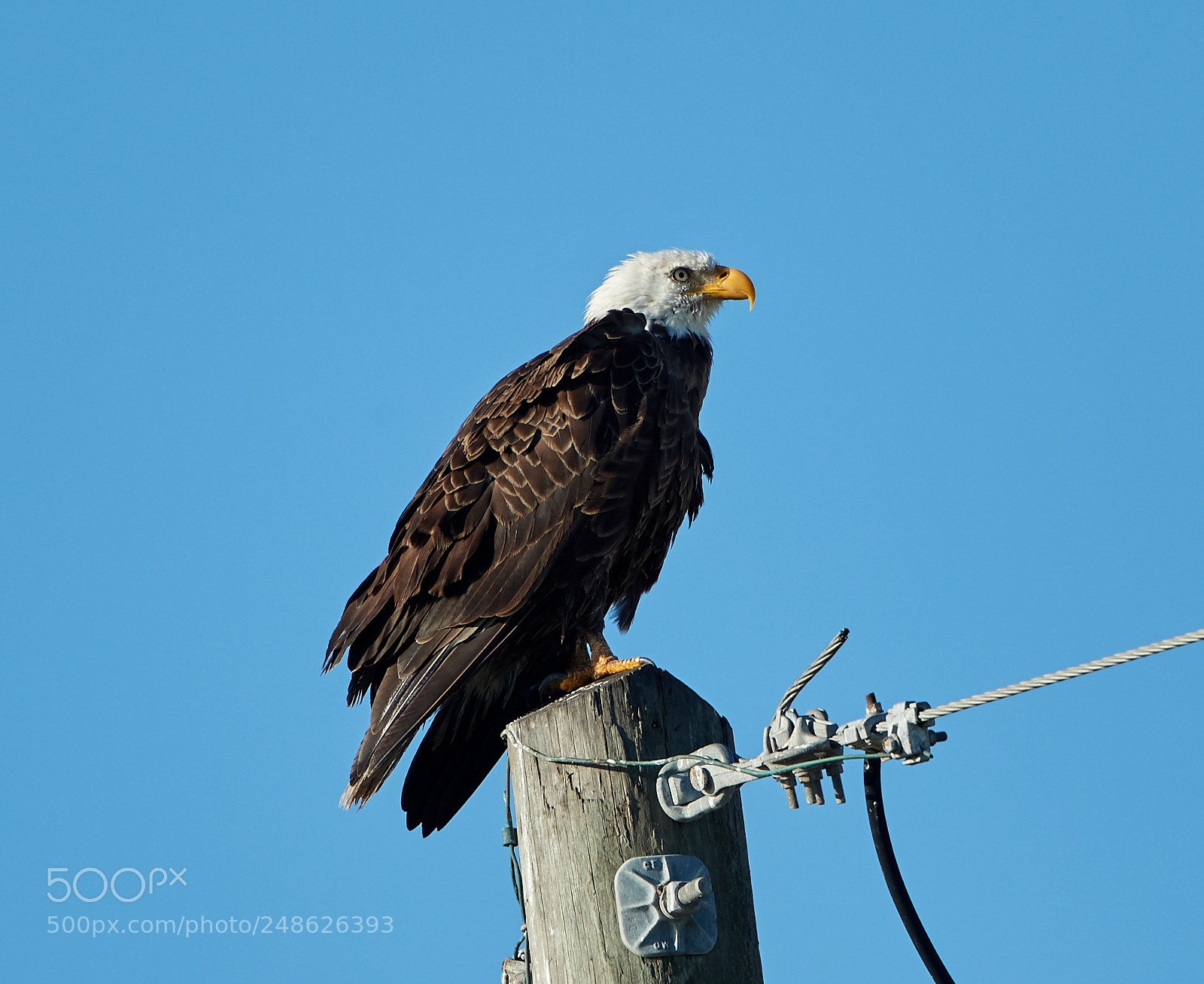 Canon EOS-1D X Mark II sample photo. 03-08-18-0006629.jpg photography