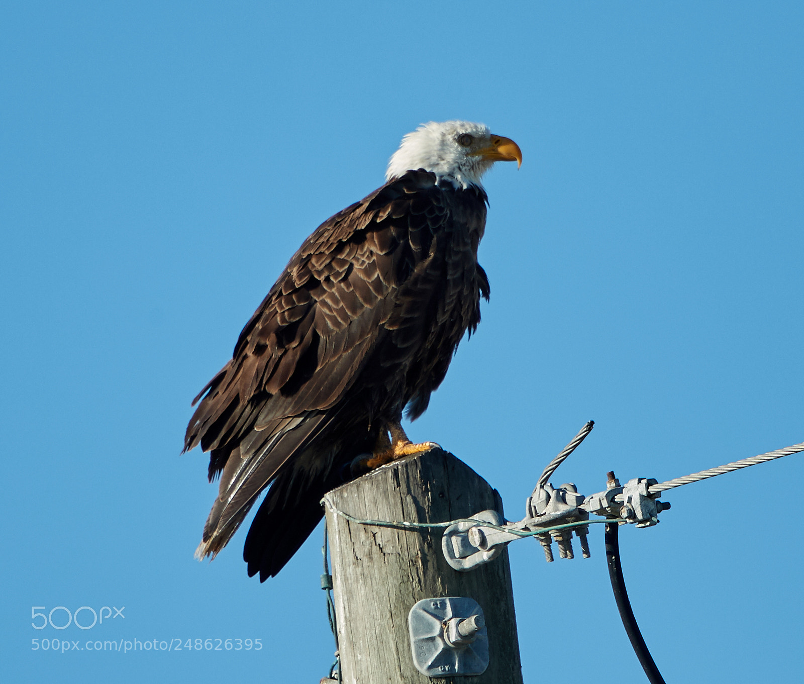 Canon EOS-1D X Mark II sample photo. 03-08-18-0006628.jpg photography