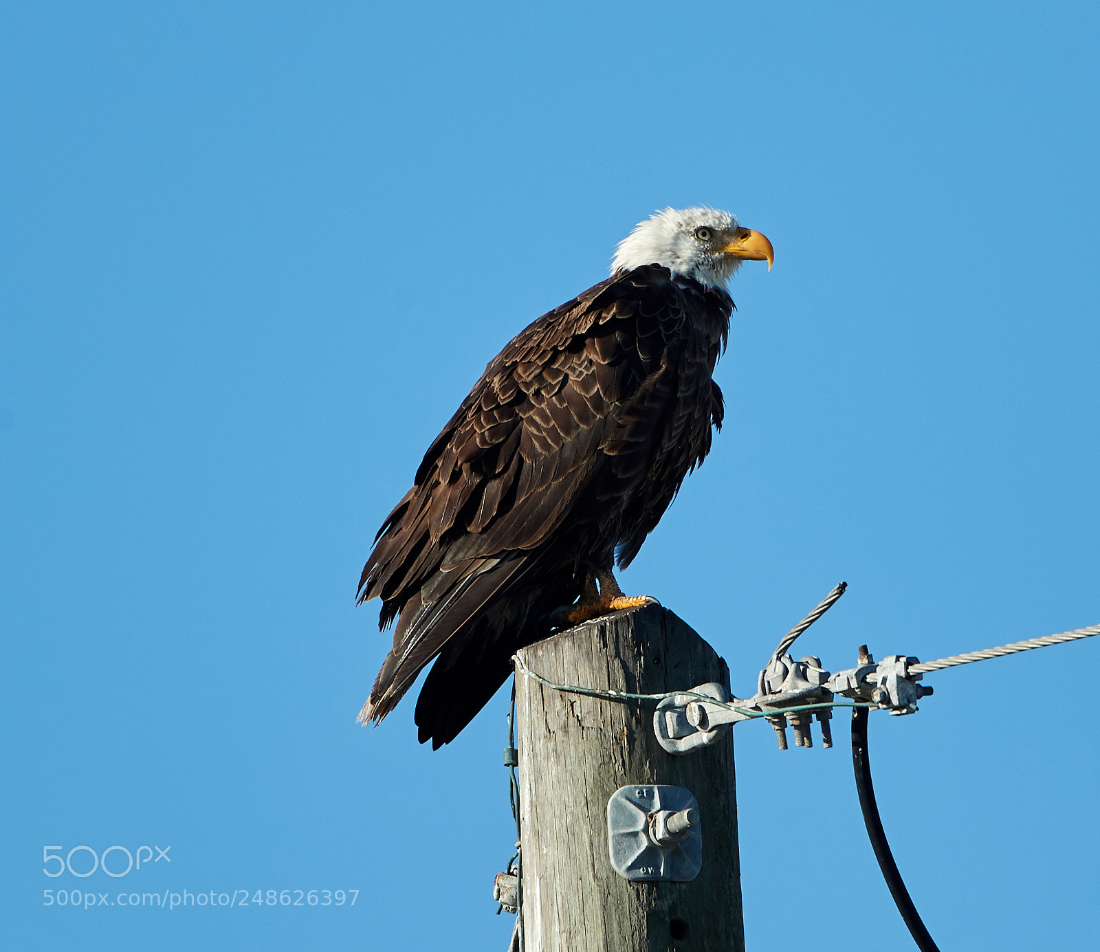 Canon EOS-1D X Mark II sample photo. 03-08-18-0006627.jpg photography