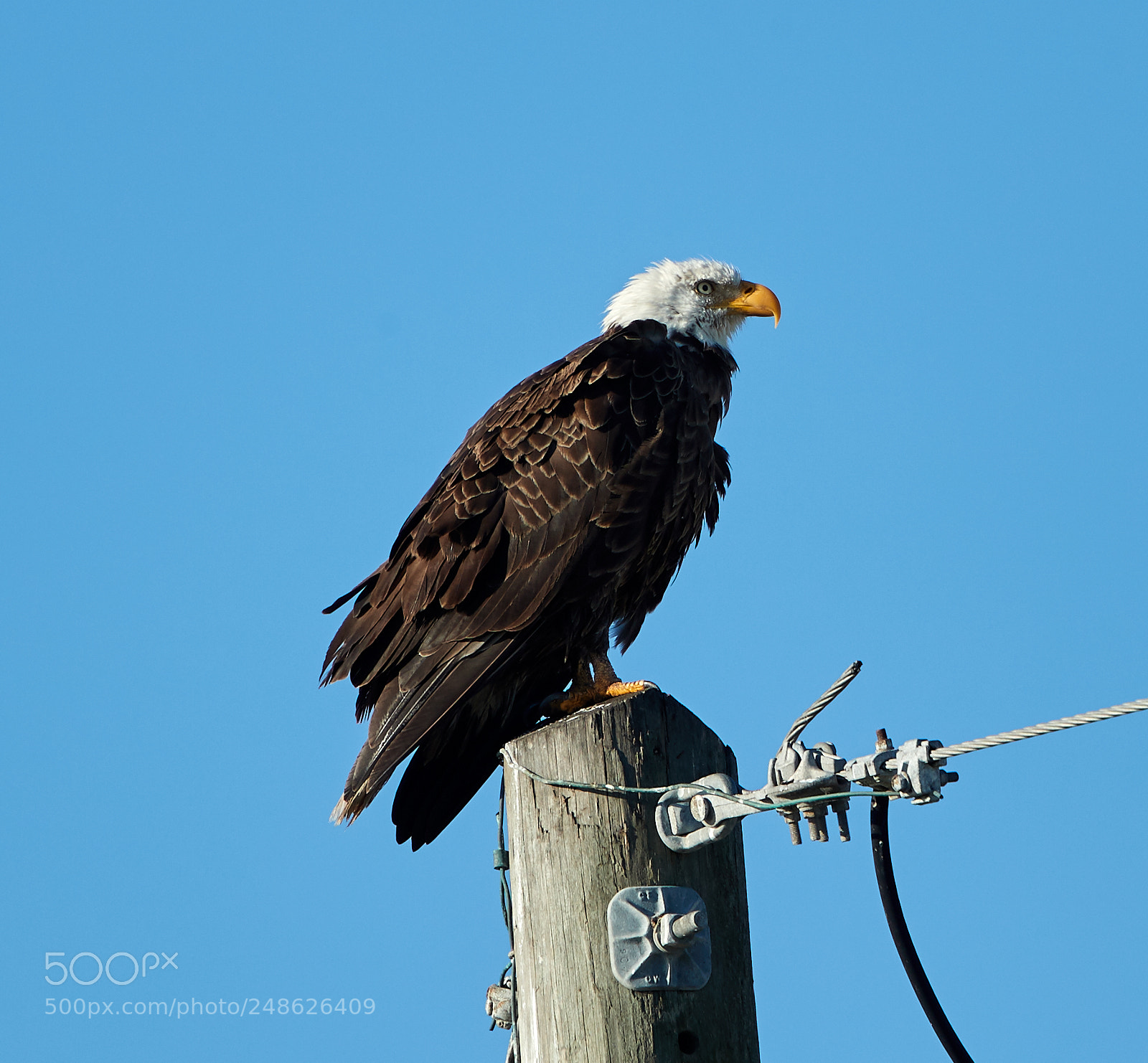 Canon EOS-1D X Mark II sample photo. 03-08-18-0006626.jpg photography