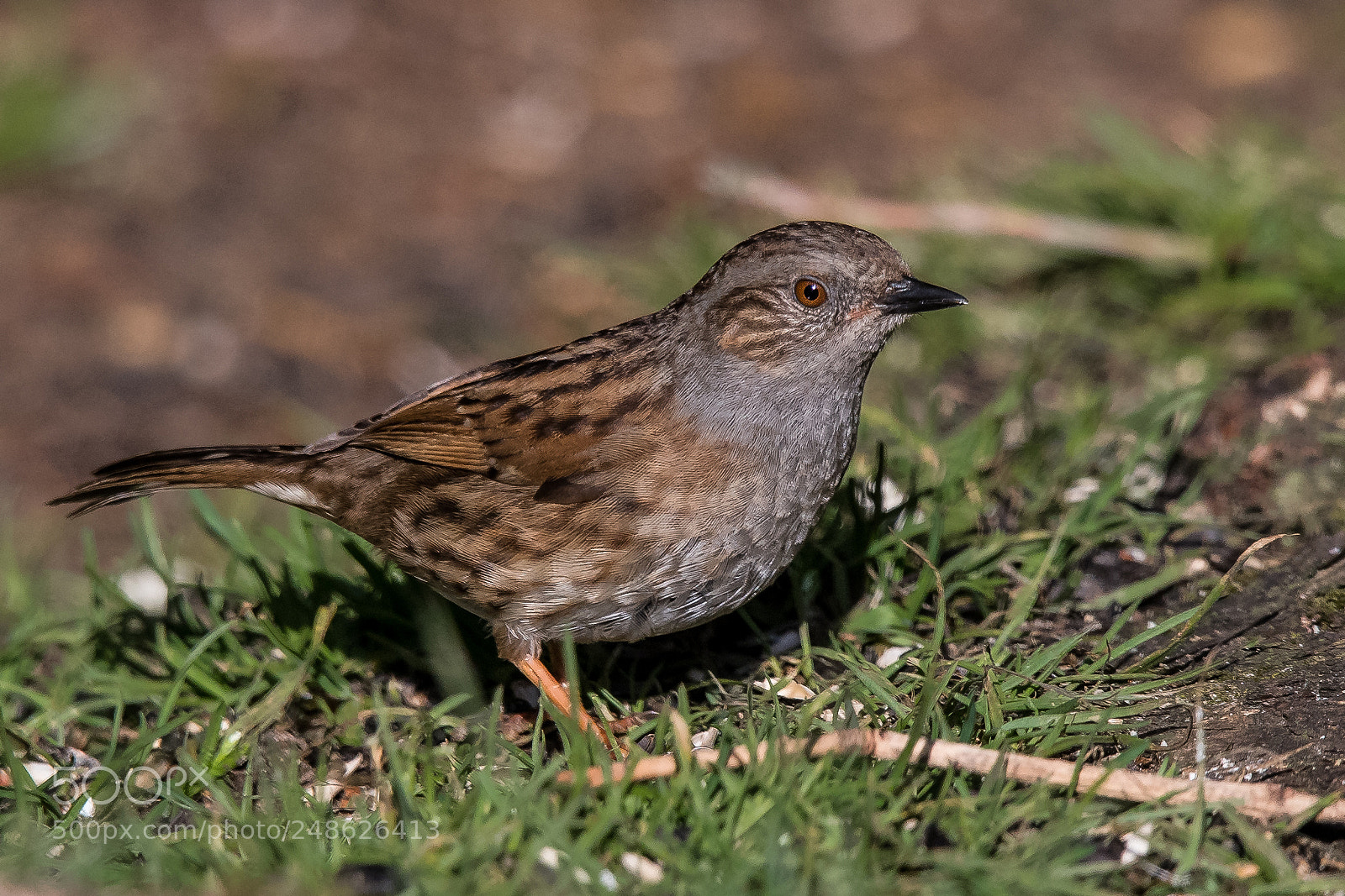Nikon D850 sample photo. Dunnock! photography
