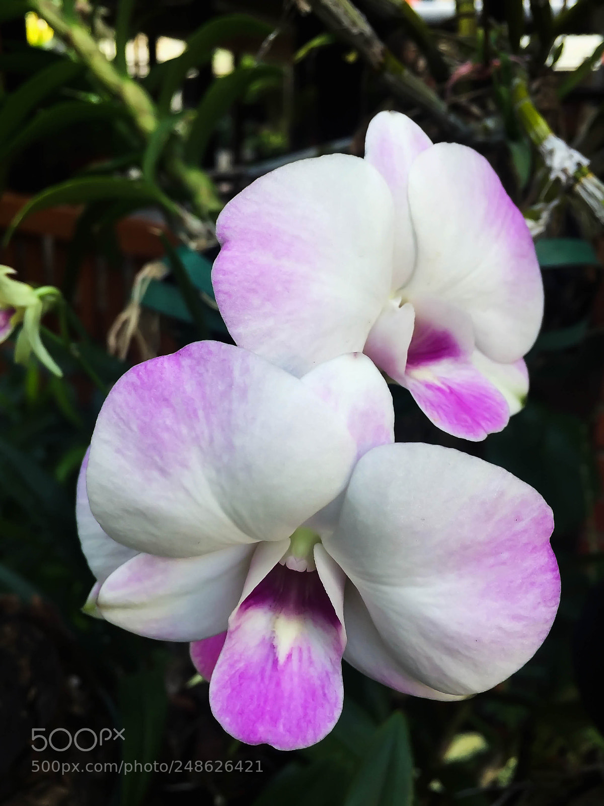 Apple iPhone 6 Plus sample photo. Closeup pink and white photography