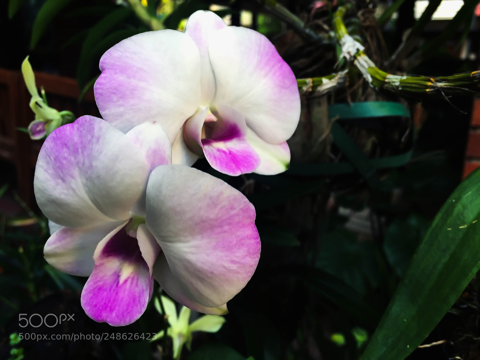 Apple iPhone 6 Plus sample photo. Closeup pink and white photography