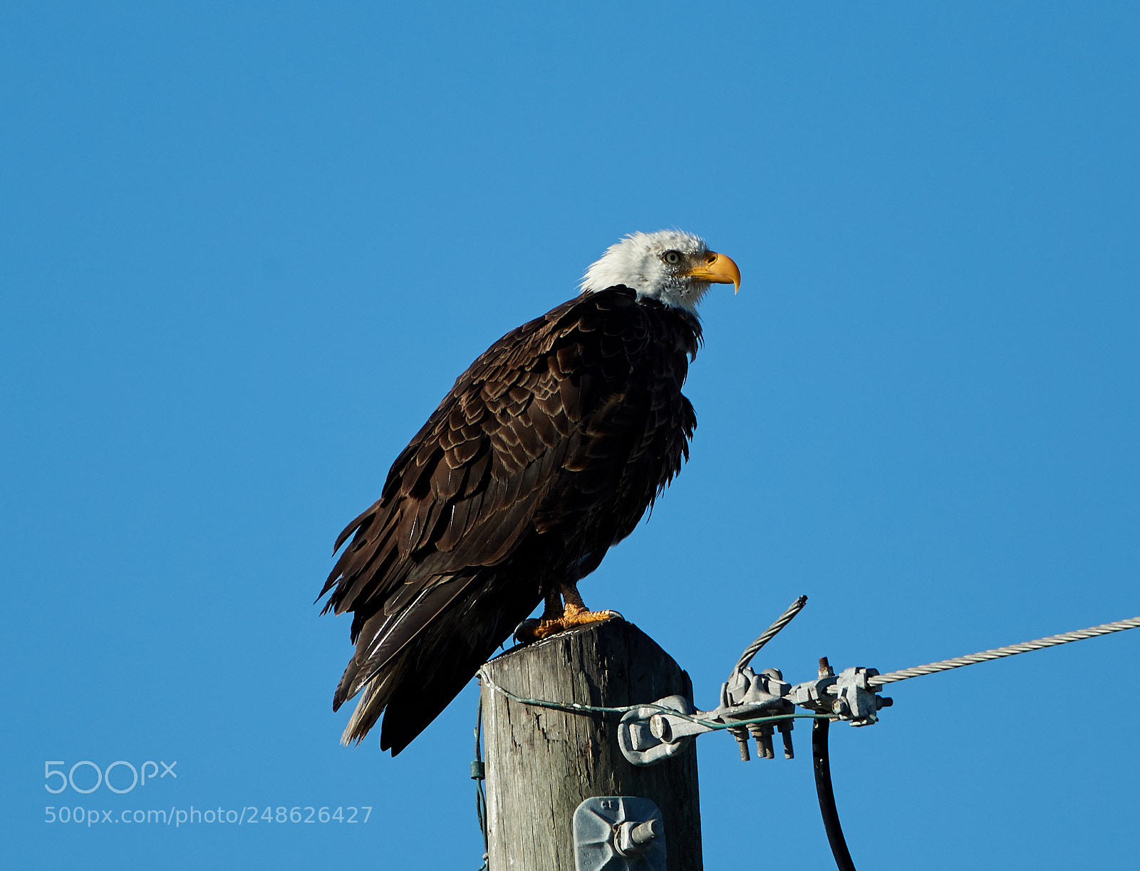 Canon EOS-1D X Mark II sample photo. 03-08-18-0006624.jpg photography