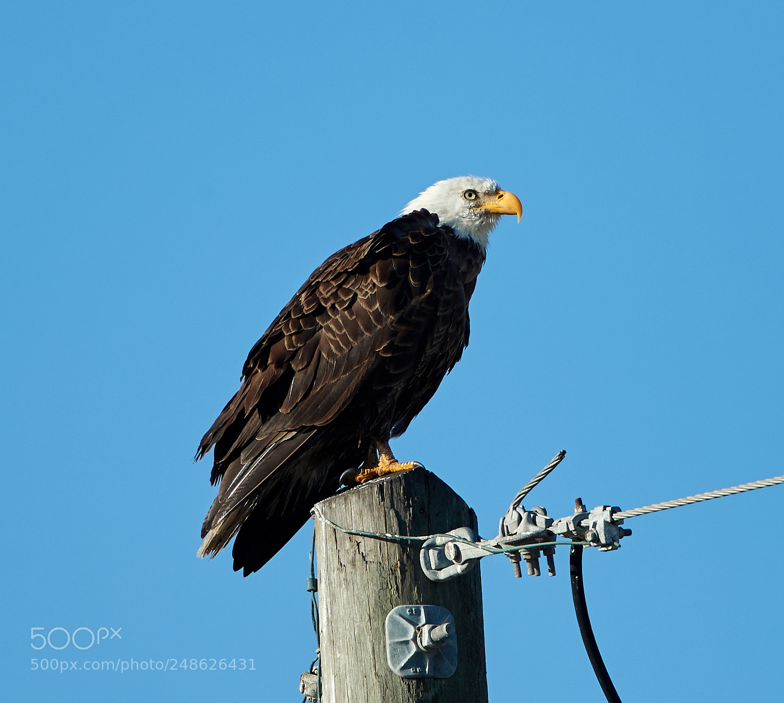 Canon EOS-1D X Mark II sample photo. 03-08-18-0006621.jpg photography