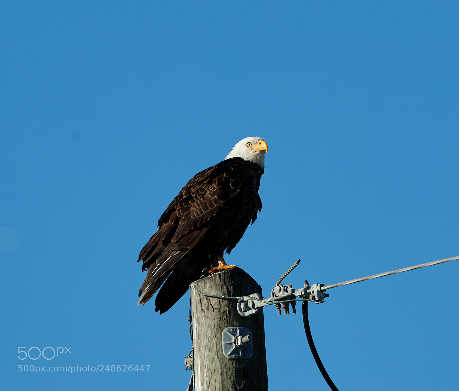 Canon EOS-1D X Mark II sample photo. 03-08-18-0006620.jpg photography