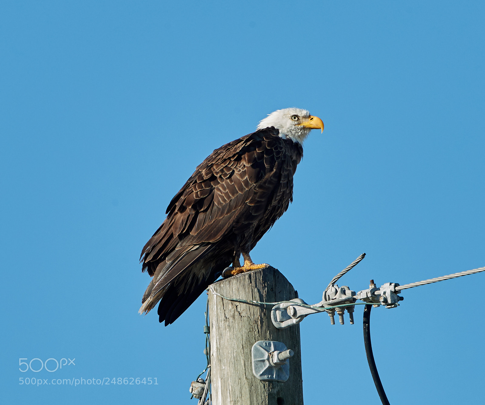 Canon EOS-1D X Mark II sample photo. 03-08-18-0006617.jpg photography
