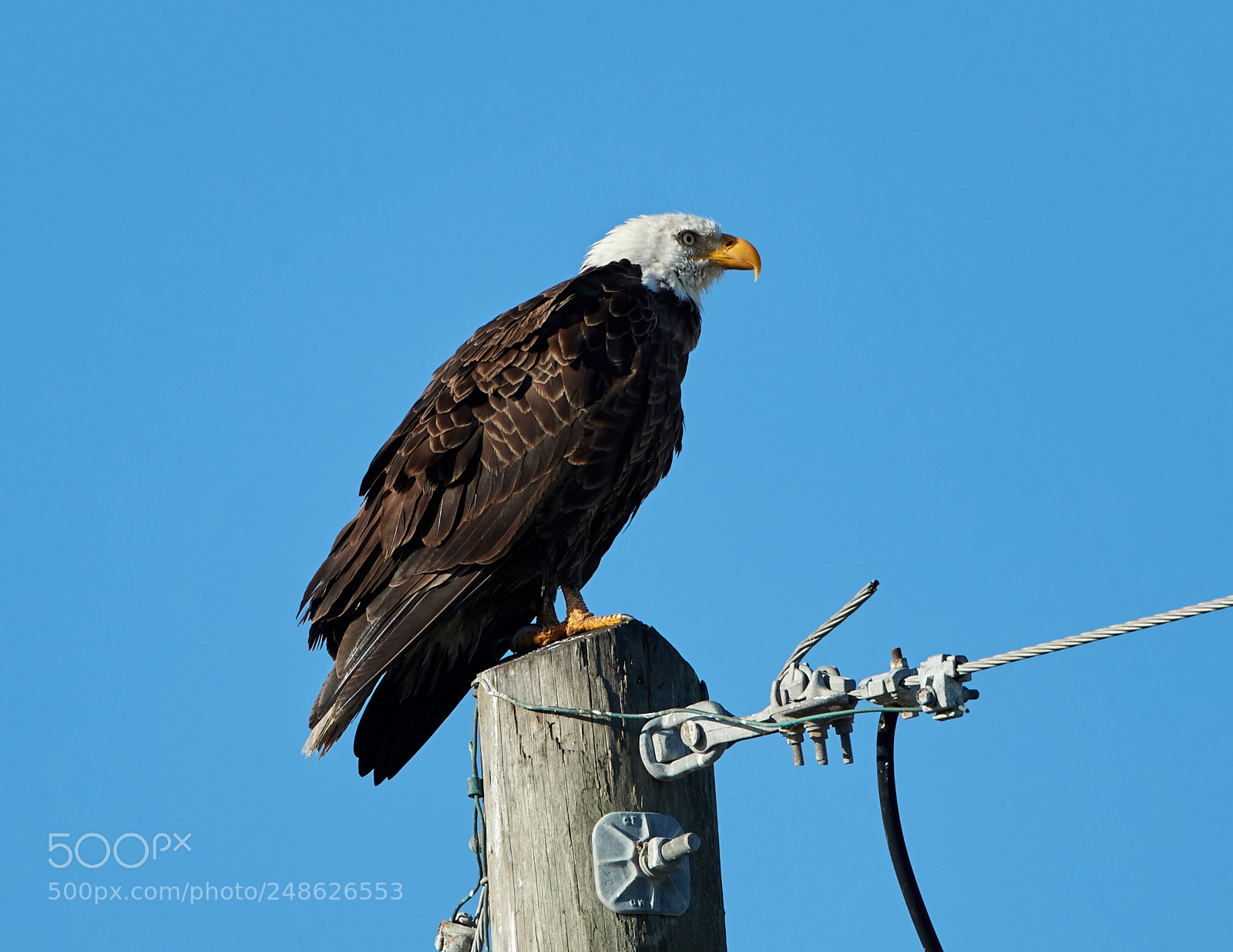 Canon EOS-1D X Mark II sample photo. 03-08-18-0006613.jpg photography