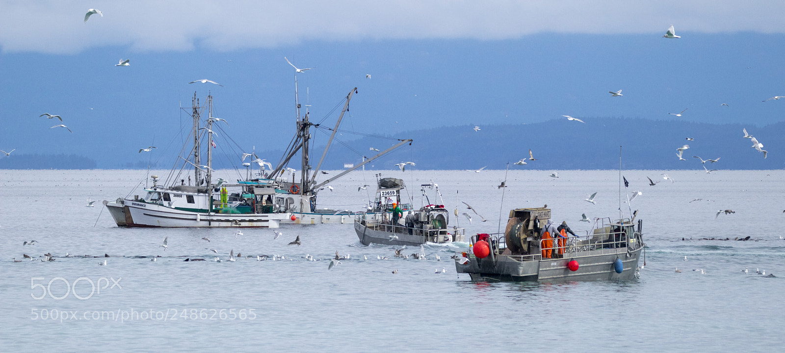 Canon EOS M5 sample photo. The herring spawn photography