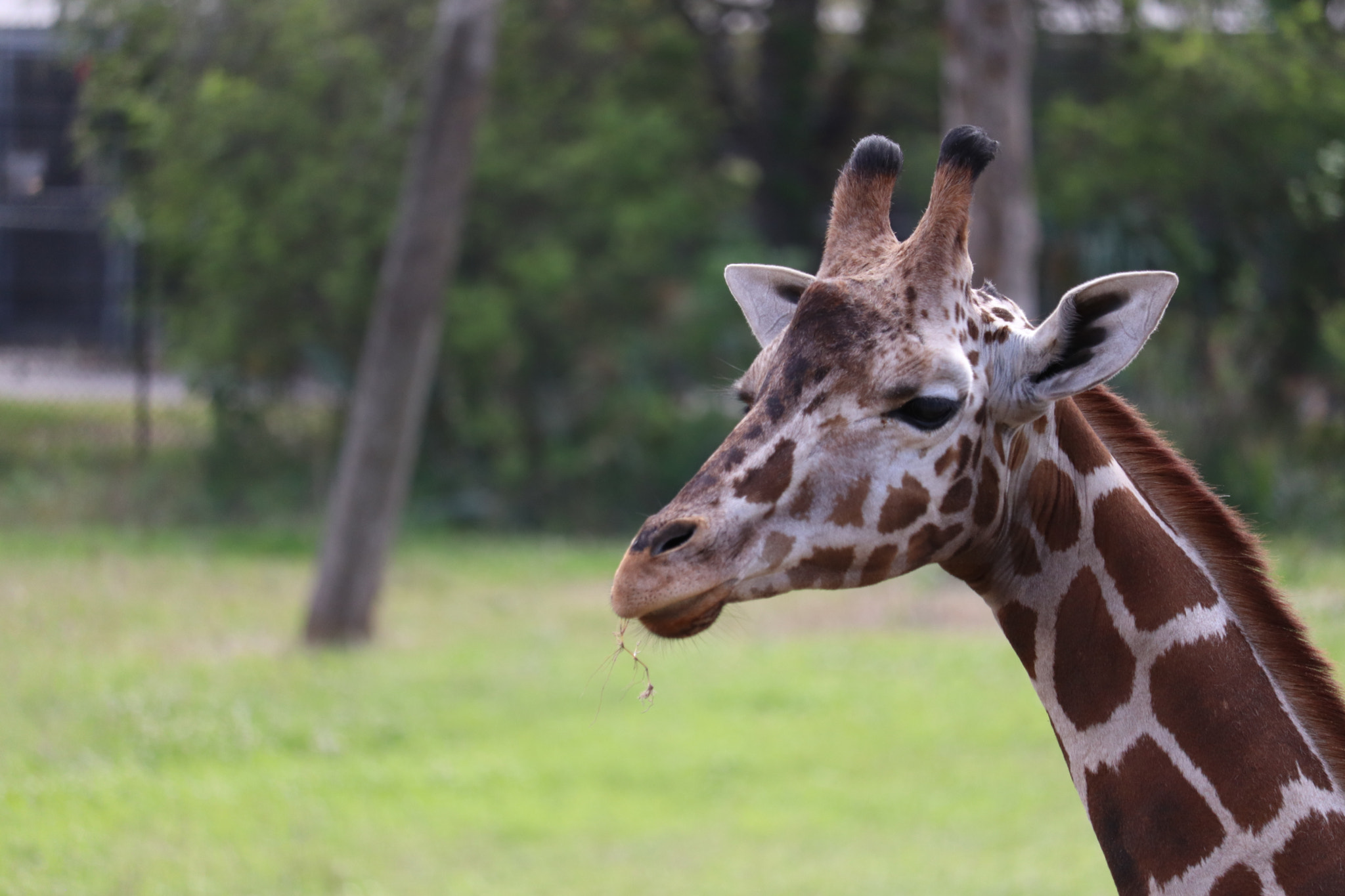 Canon EF-S 55-250mm F4-5.6 IS STM sample photo. Giraffe at the jacksonville zoo photography
