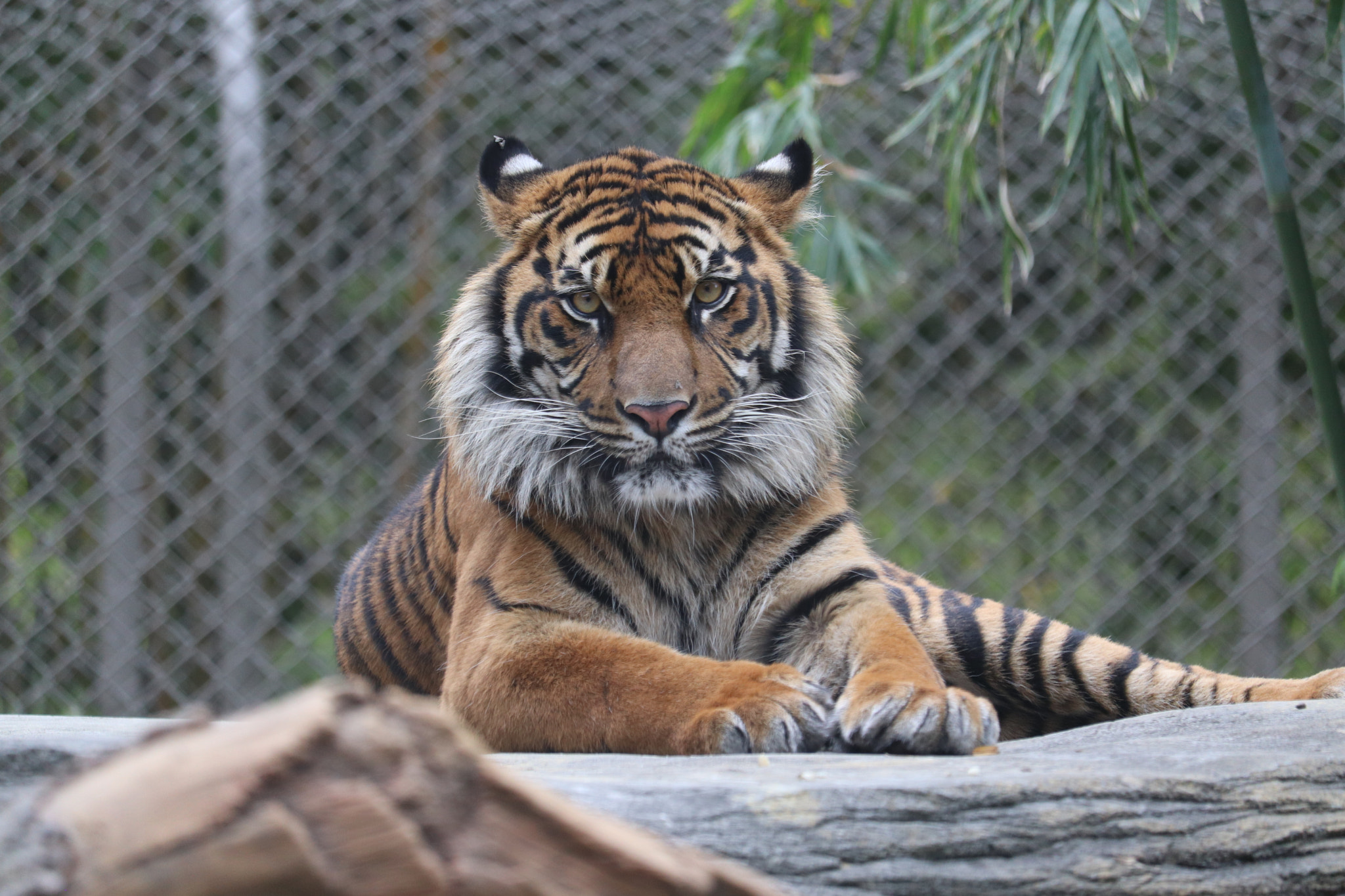 Canon EOS 77D (EOS 9000D / EOS 770D) + Canon EF-S 55-250mm F4-5.6 IS STM sample photo. Tiger at the jacksonville zoo photography