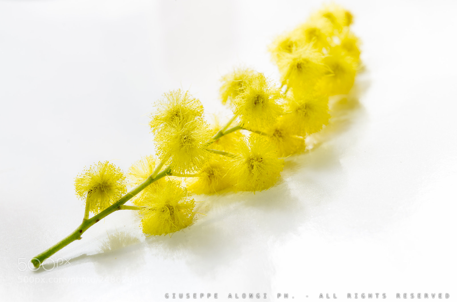 Pentax K-5 sample photo. Women's day photography