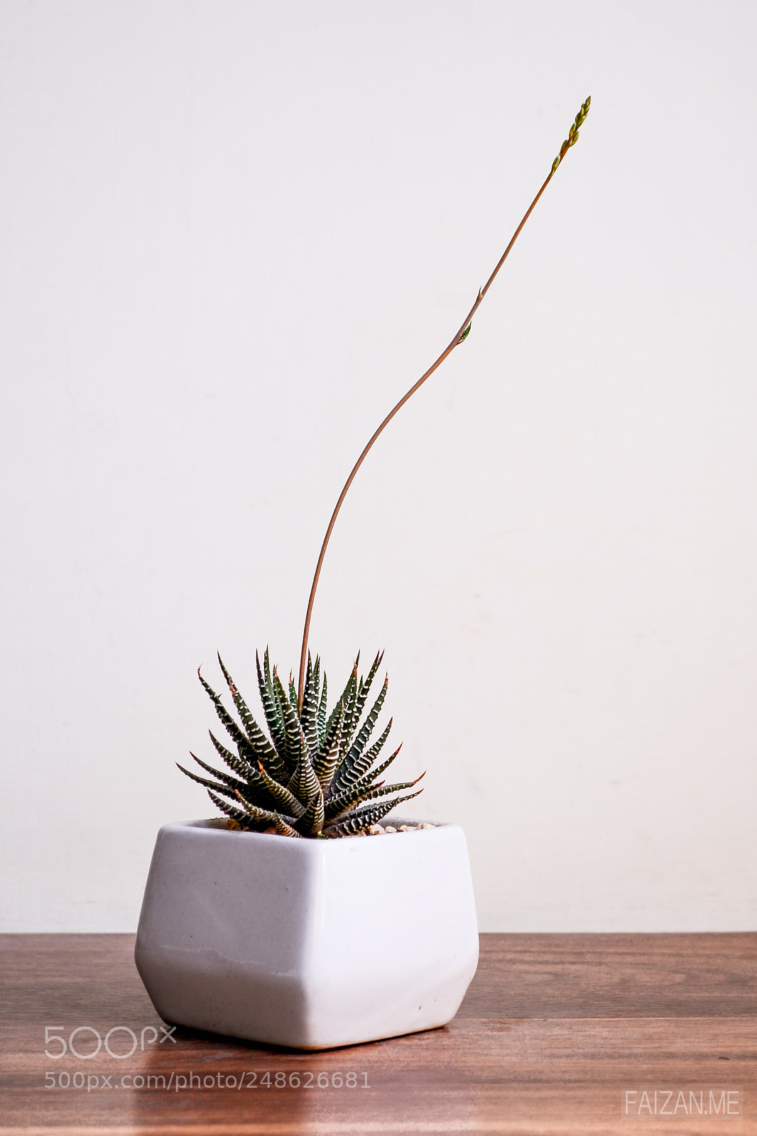 Nikon D5100 sample photo. Haworthia bloom photography