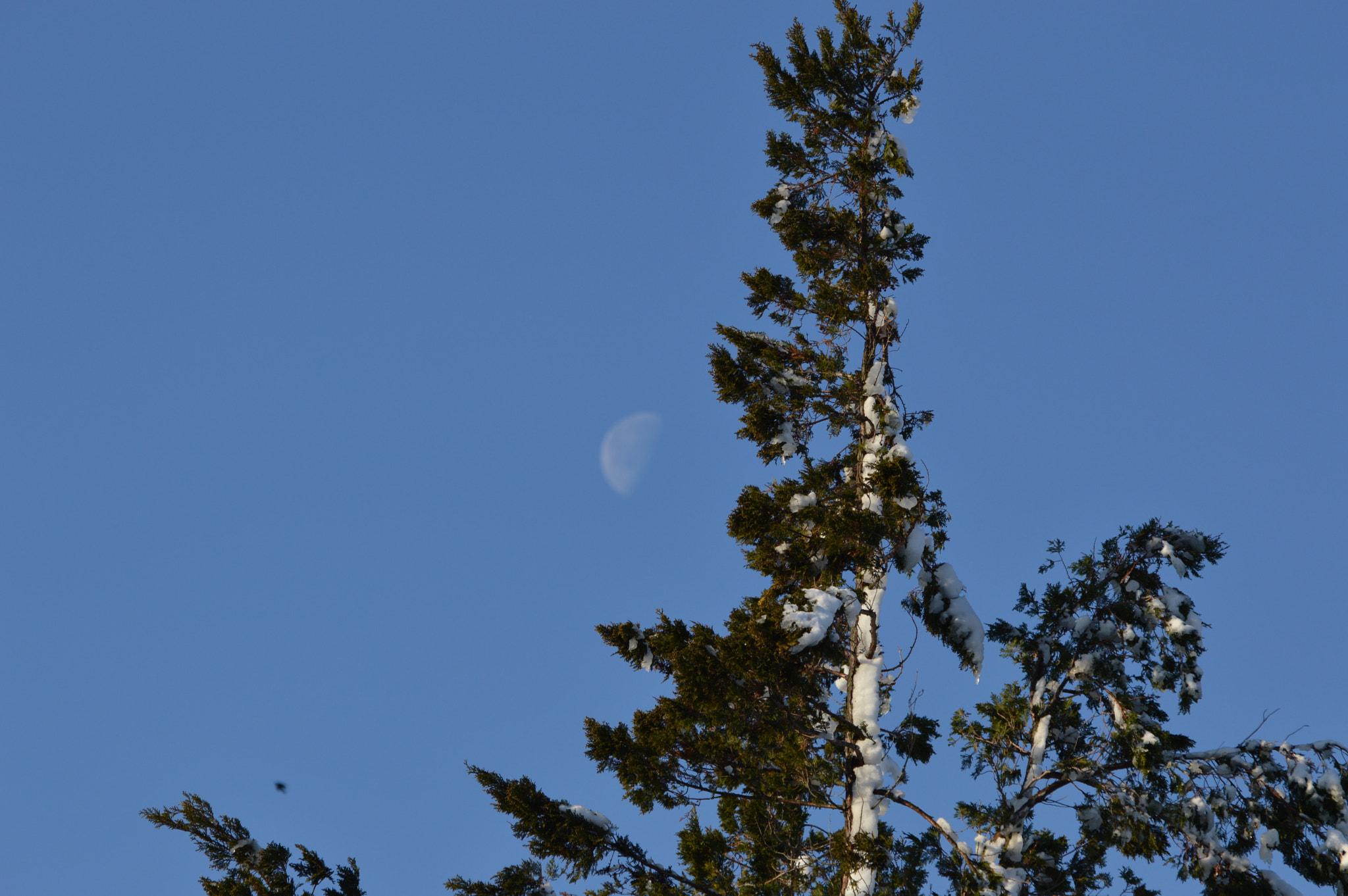 Nikon D3200 sample photo. Tree with moon photography