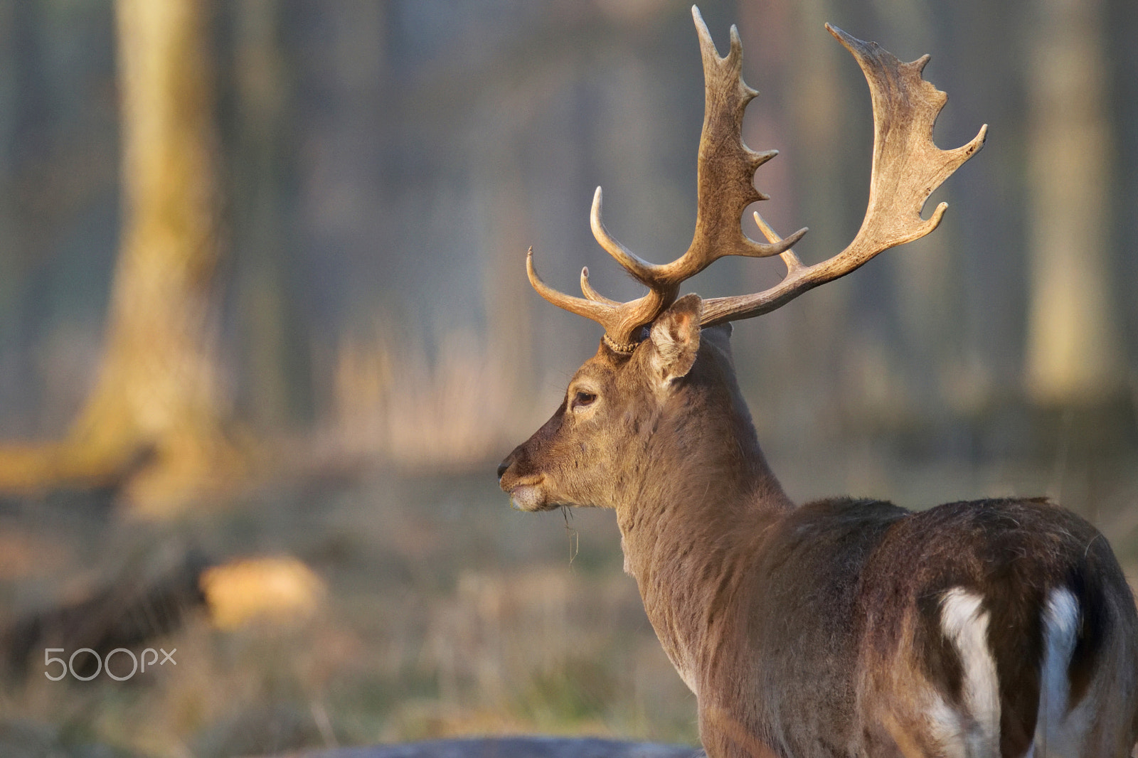 Nikon D5300 + Sigma 150-600mm F5-6.3 DG OS HSM | C sample photo. Fallow deer stag in the morning sun photography