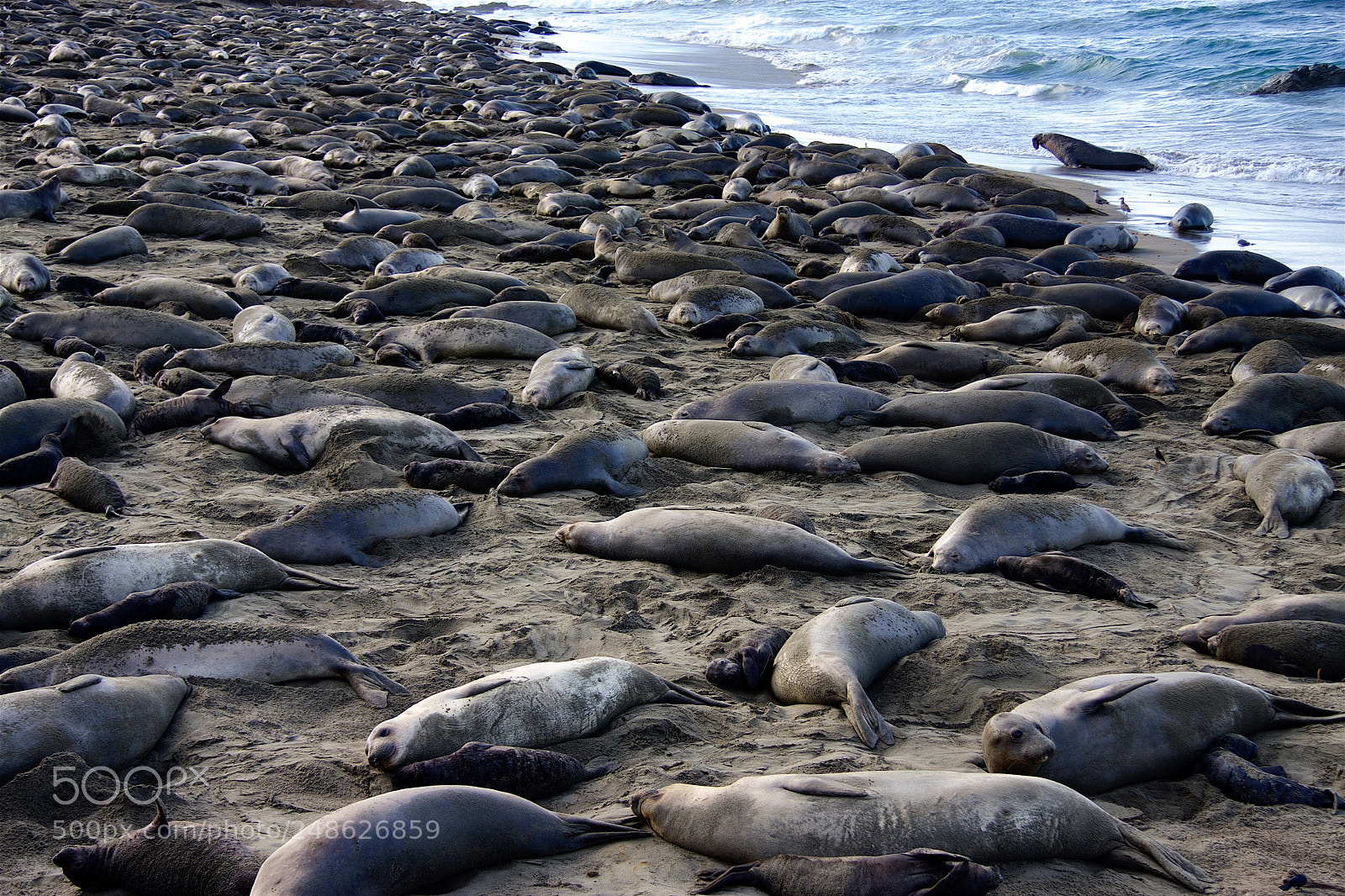 Canon EOS 40D sample photo. Elephant seal birthing at photography