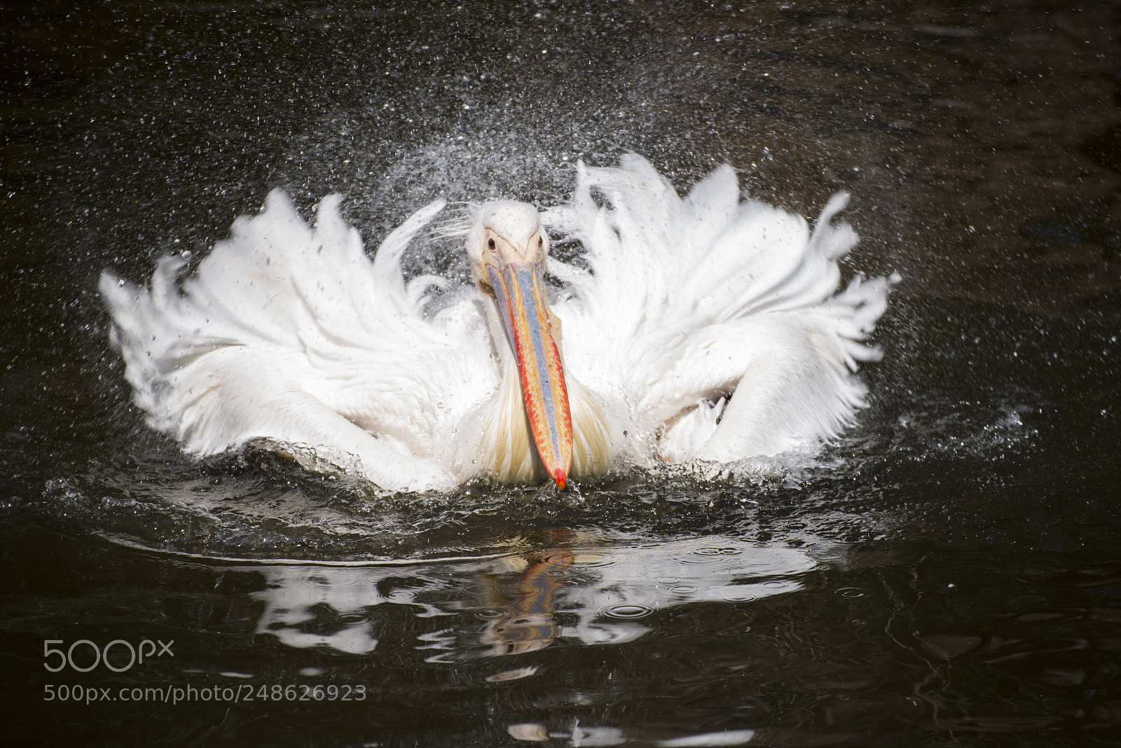 Nikon D600 sample photo. Pelican's dancing. photography