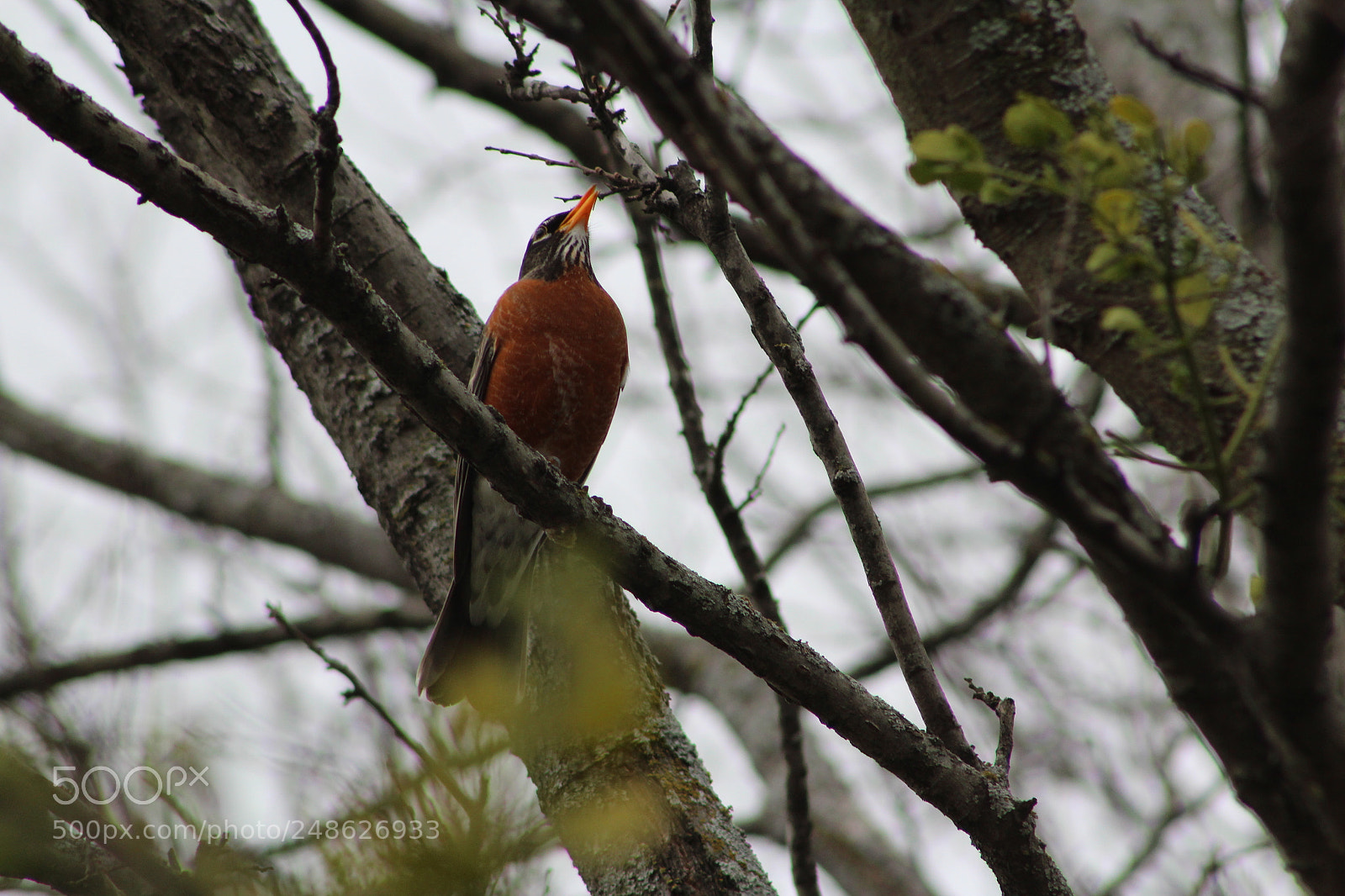 Canon EF 75-300mm f/4-5.6 sample photo. Robin photography