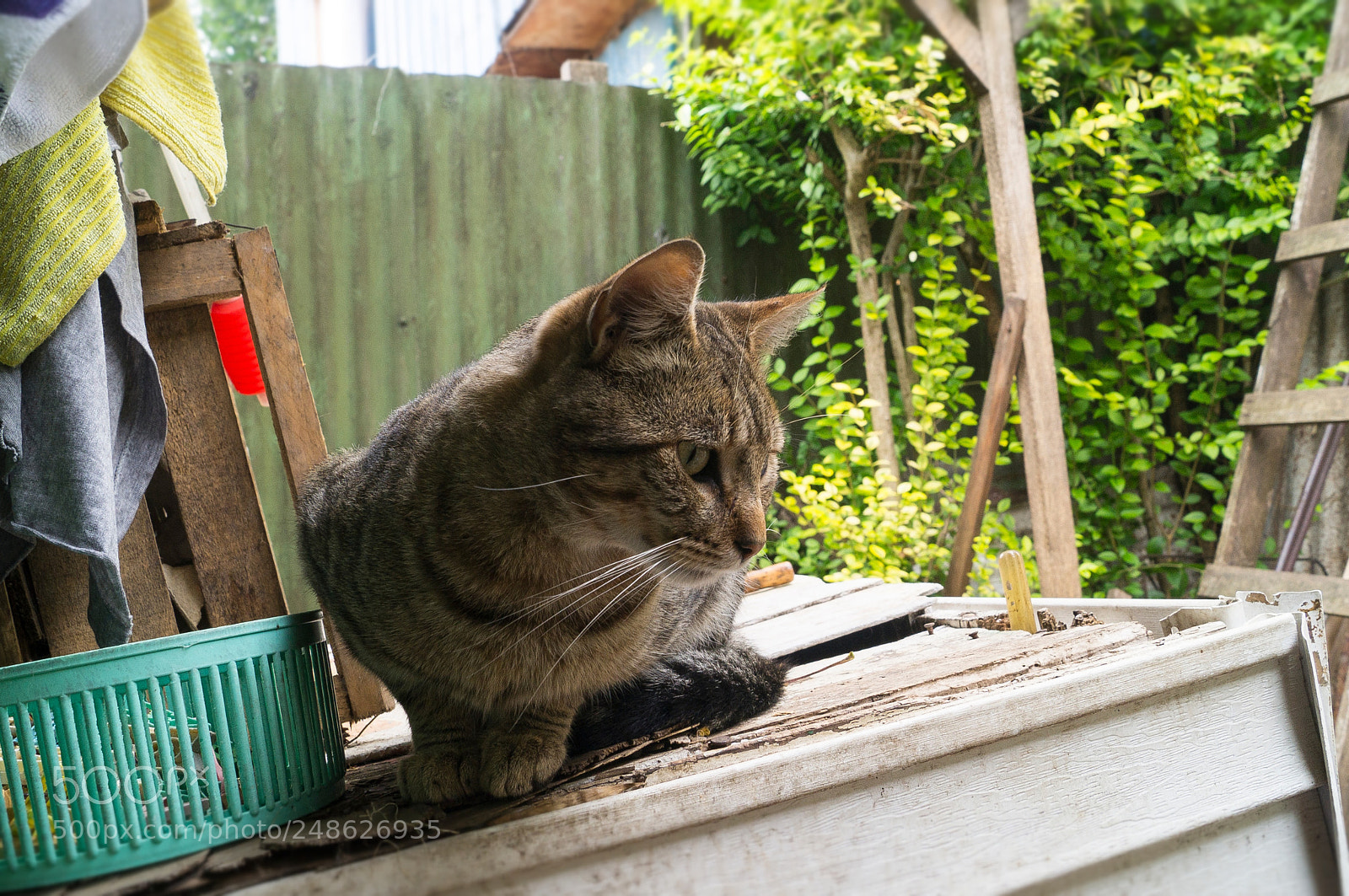 Sony SLT-A37 sample photo. Street cat photography