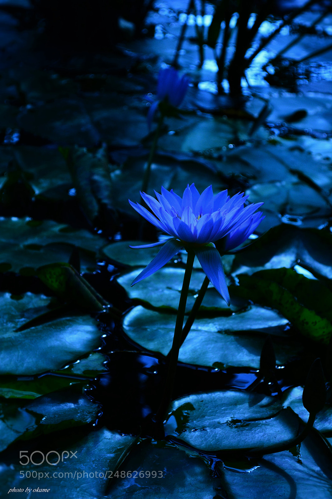 Nikon D5200 sample photo. You have the leading photography