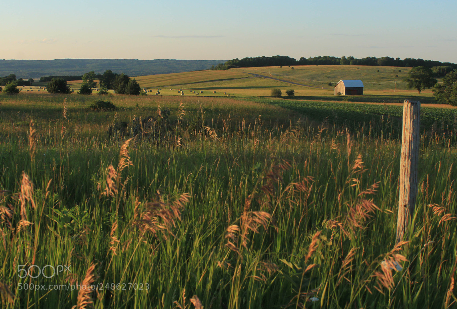 Canon EOS 60D sample photo. Gold daze photography