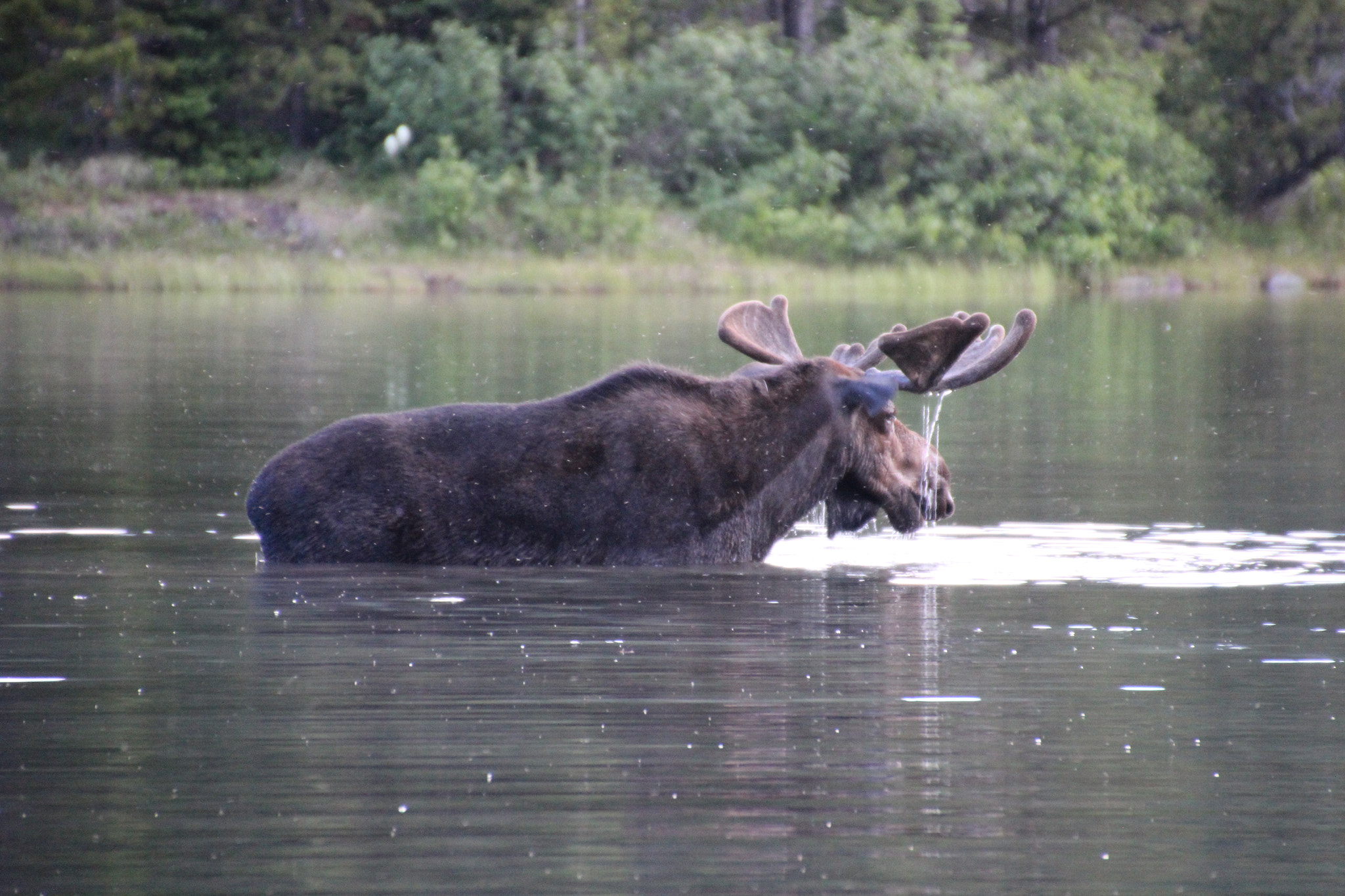 Canon EOS 600D (Rebel EOS T3i / EOS Kiss X5) sample photo. Moose photography
