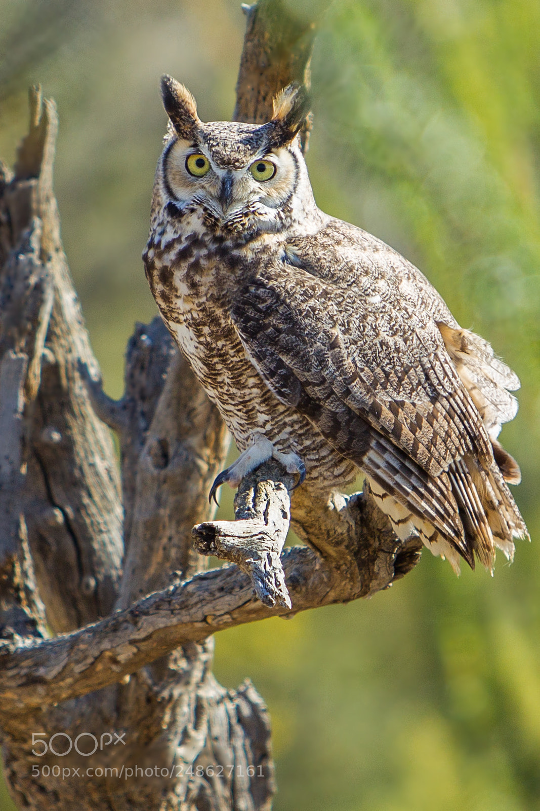 Canon EOS-1D Mark IV sample photo. Great horned owl photography