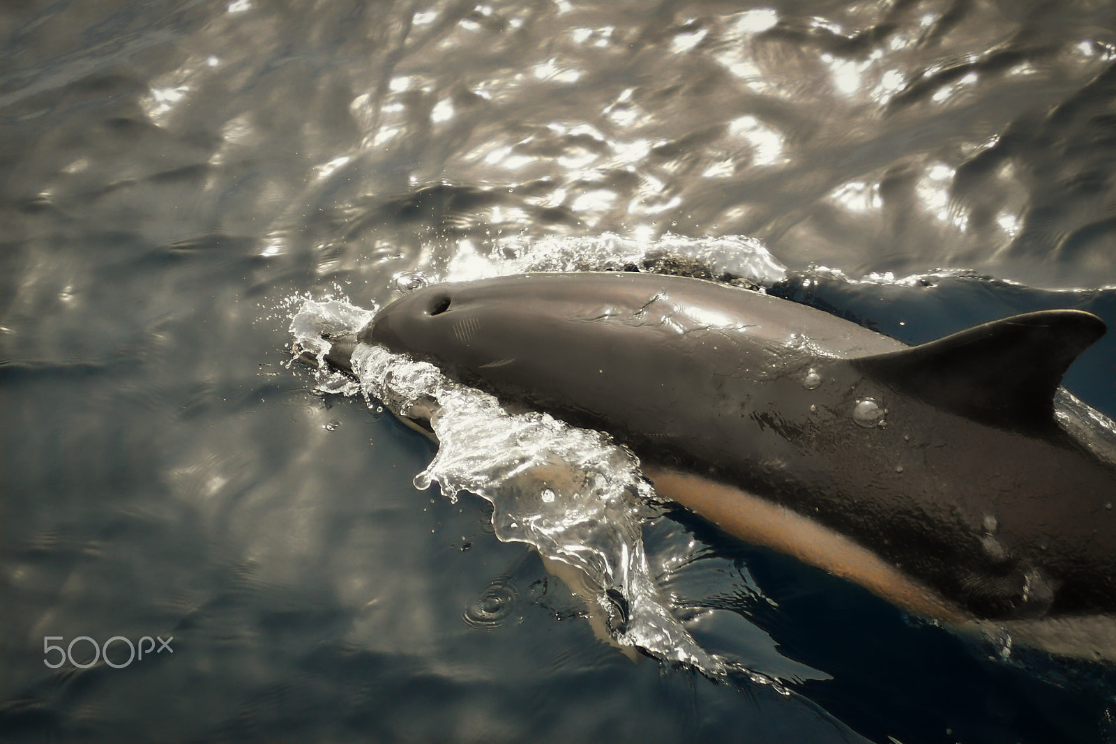 Olympus TG-3 sample photo. Dolphin berlengas portugal photography
