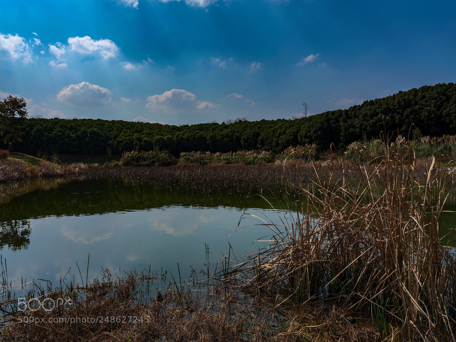 Fujifilm GFX 50S sample photo. Nature photography