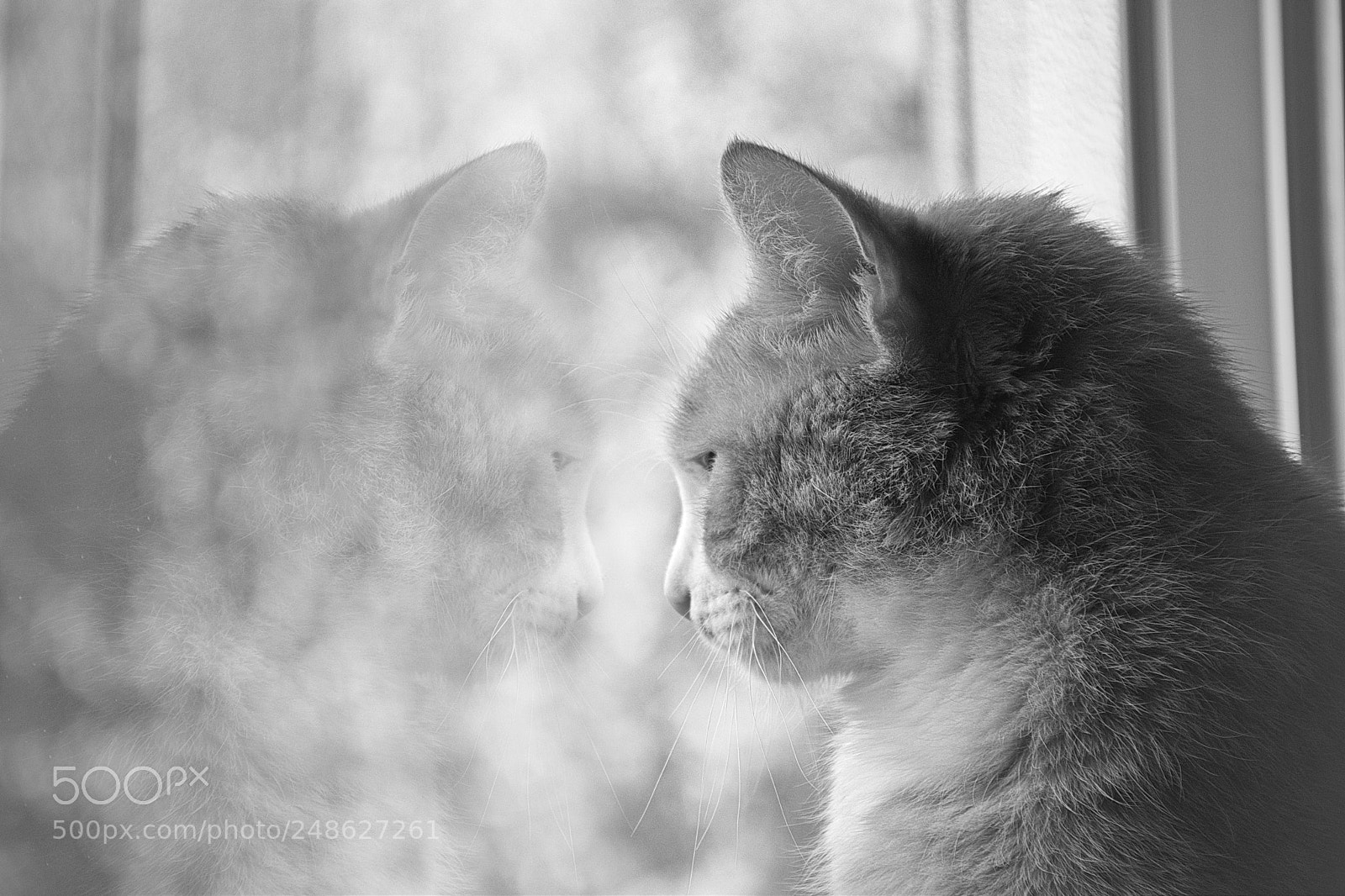 Nikon D5300 sample photo. Mirror photography