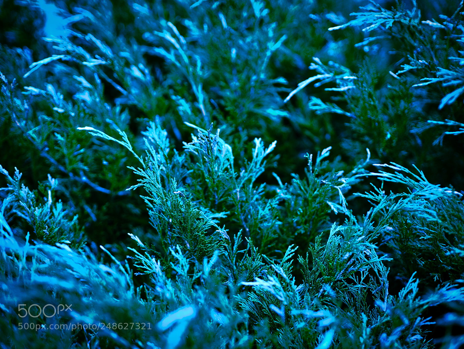 Panasonic Lumix DMC-G85 (Lumix DMC-G80) sample photo. Frozen bush photography