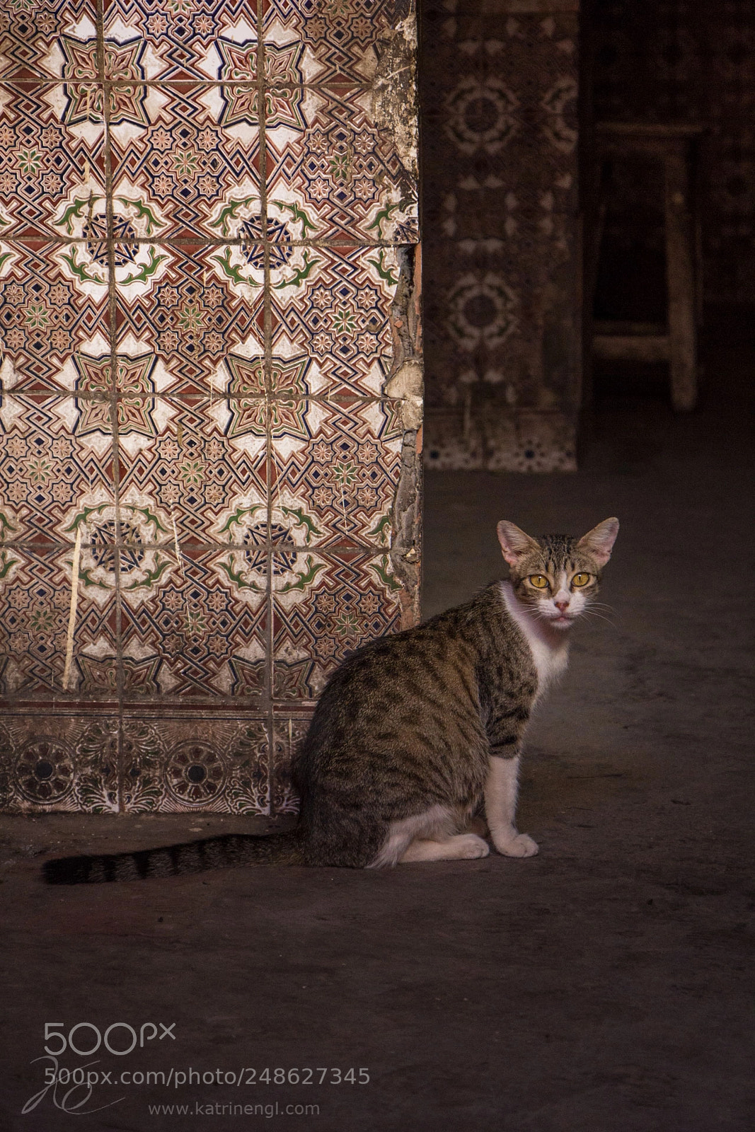 Canon EOS 60D sample photo. Moroccan cat photography