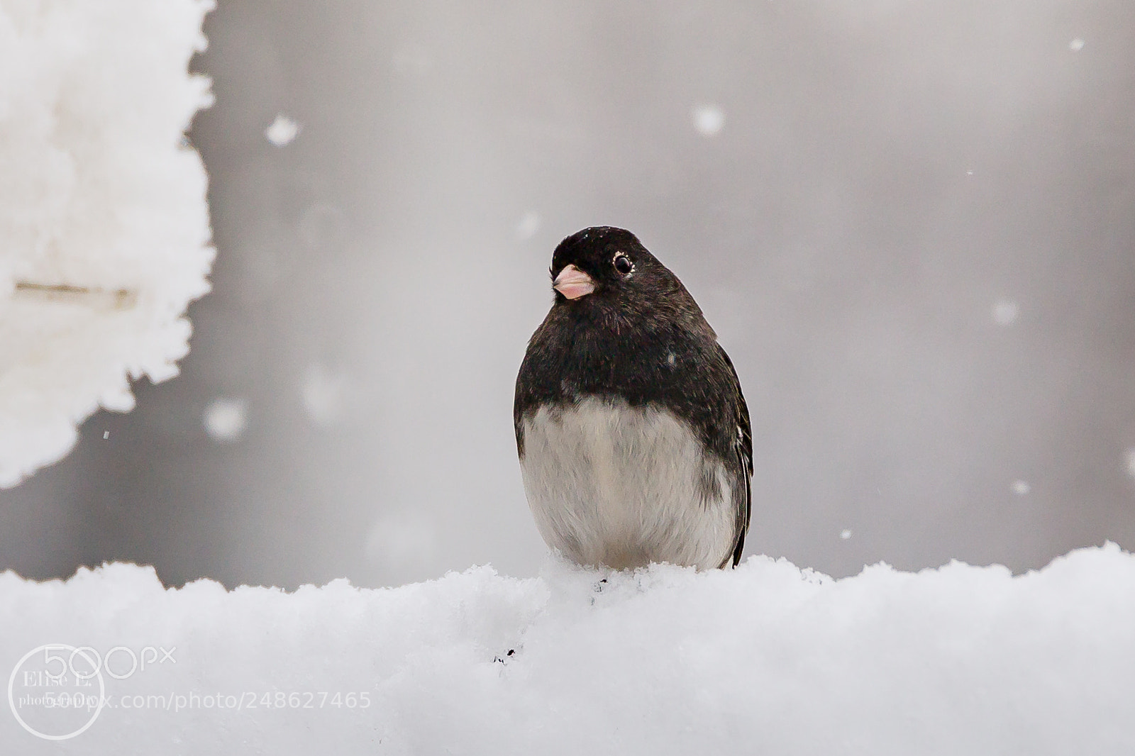 Canon EOS 6D Mark II sample photo. Dark-eyed junco photography