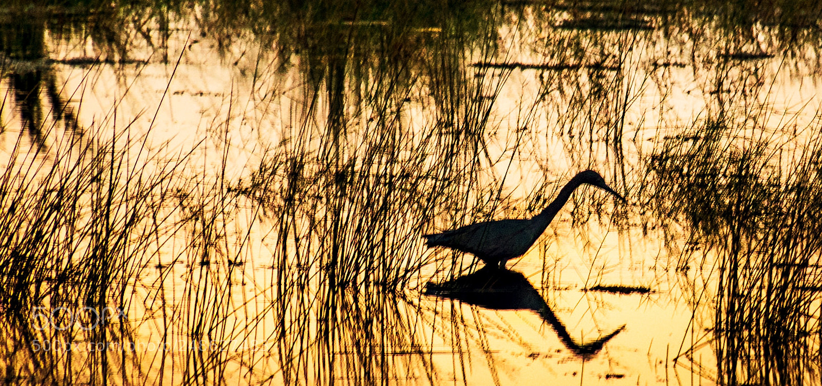 Nikon D5500 sample photo. Florida wetlands photography