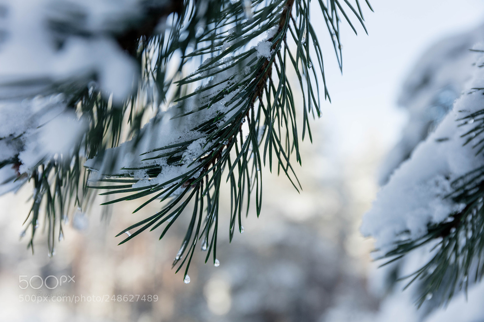 Canon EOS 5DS R sample photo. Winter drops photography