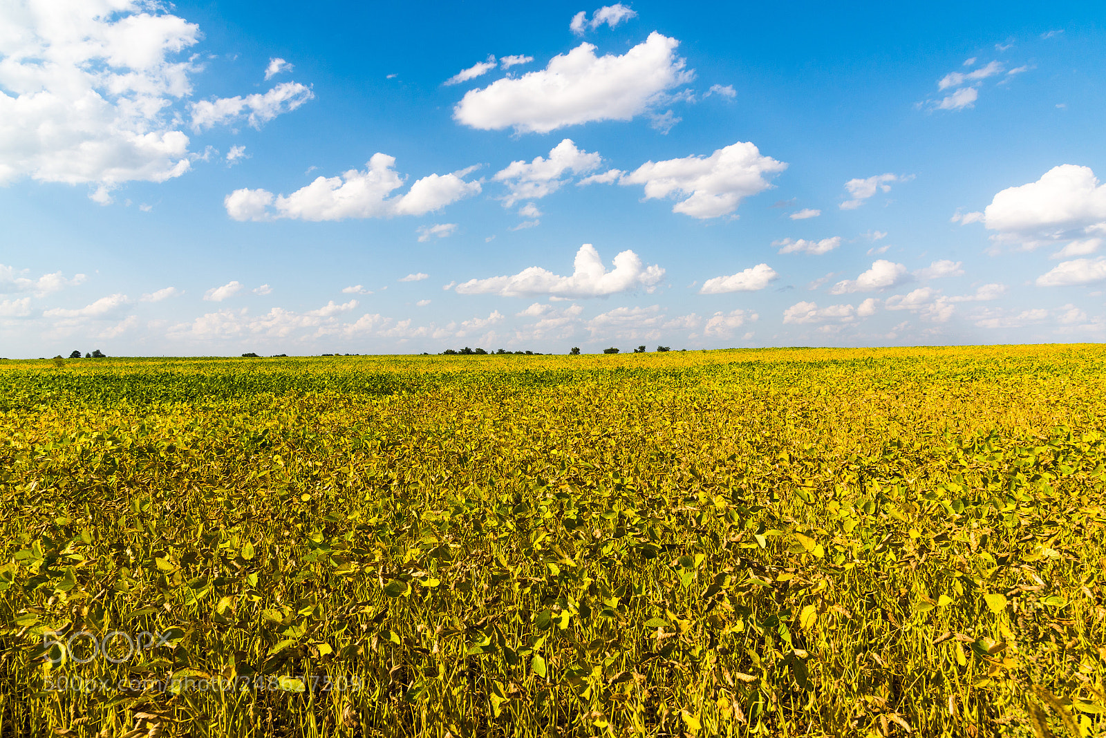 Nikon D600 sample photo. Agriculture bean cultivation. yellow photography