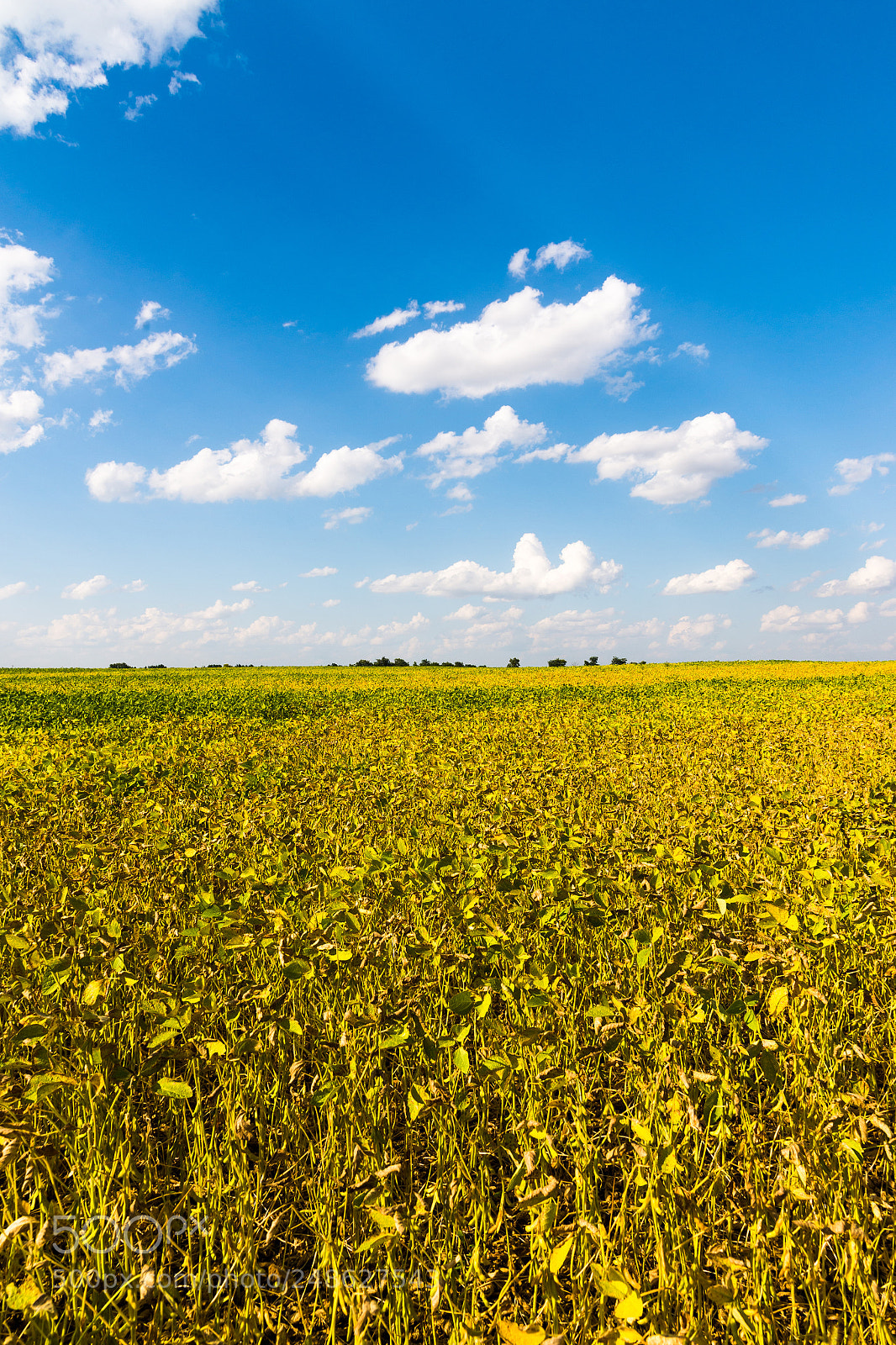 Nikon D600 sample photo. Agriculture bean cultivation. yellow photography