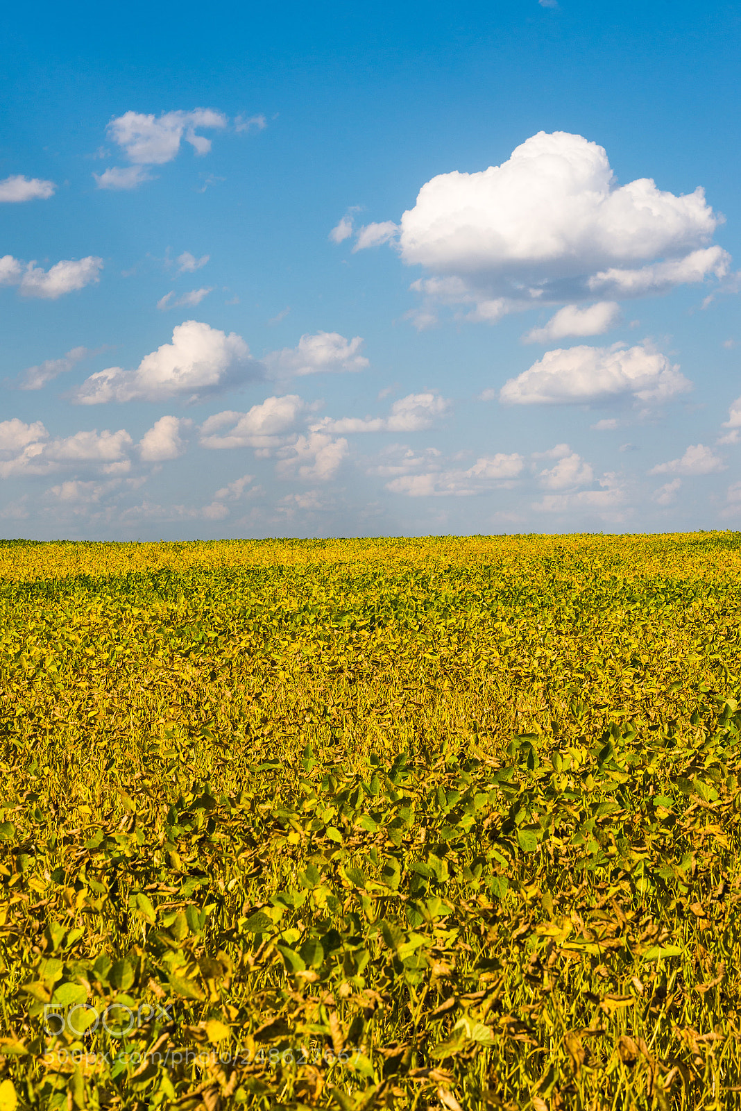 Nikon D600 sample photo. Agriculture bean cultivation. yellow photography