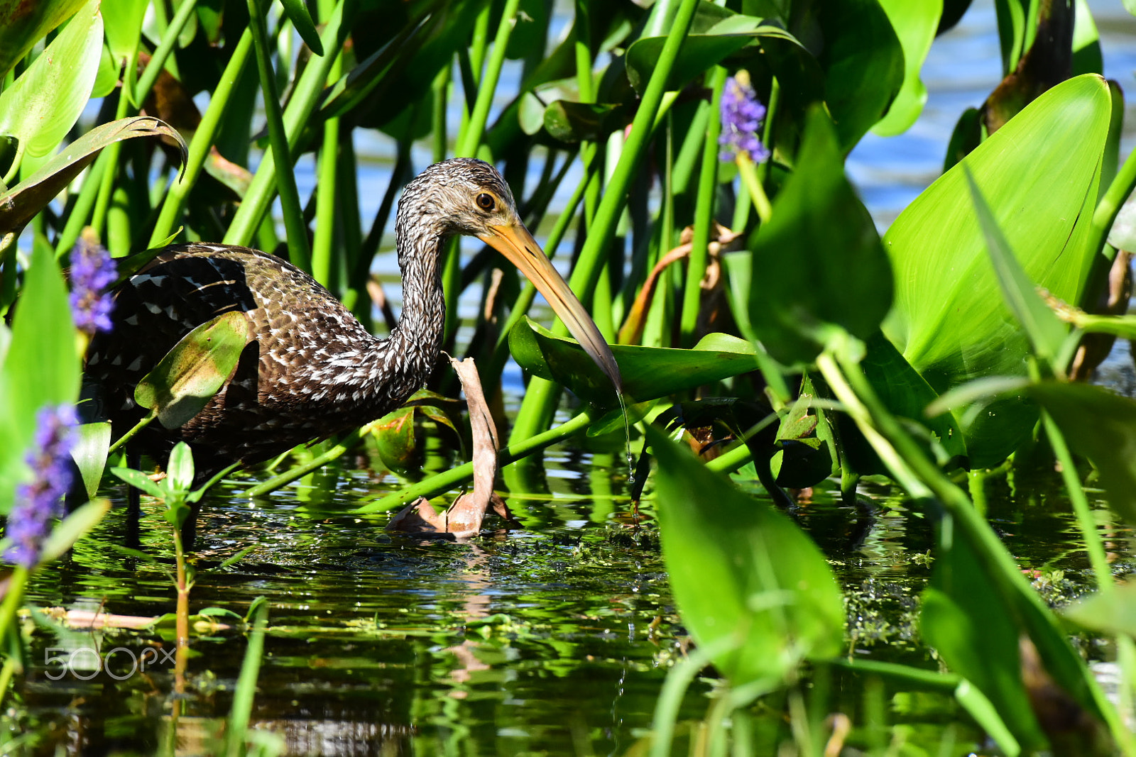 Nikon AF-S Nikkor 200-500mm F5.6E ED VR sample photo. Limpkin 2 - in context of marsh. photography